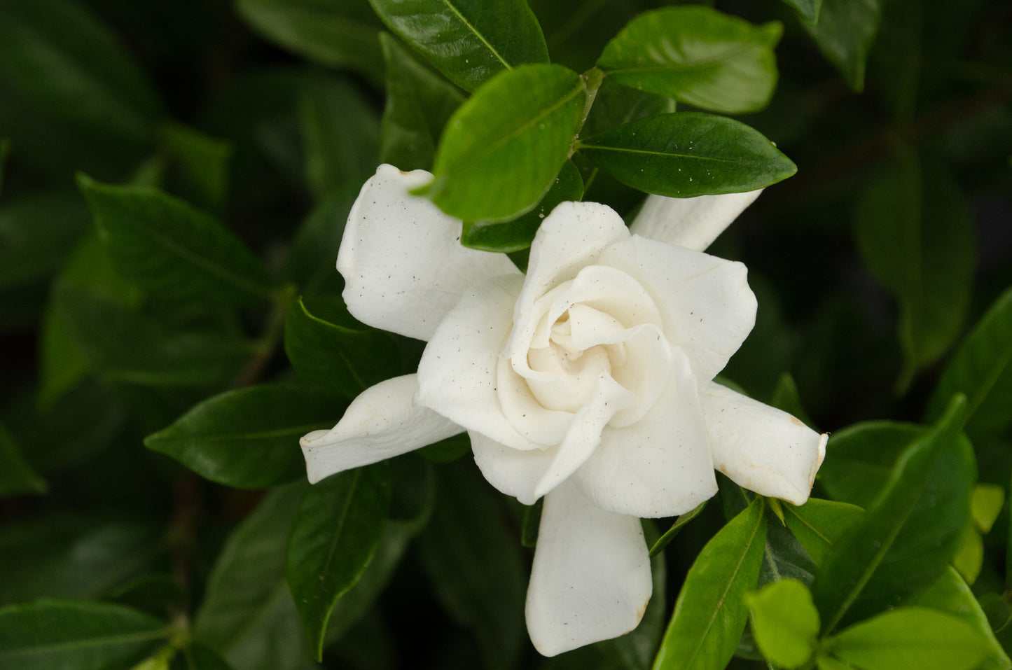 Gardenia Frost Proof
