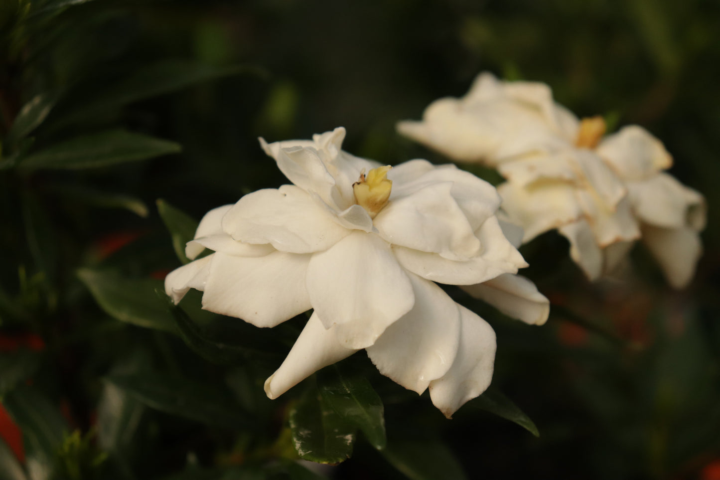 Gardenia radicans 2