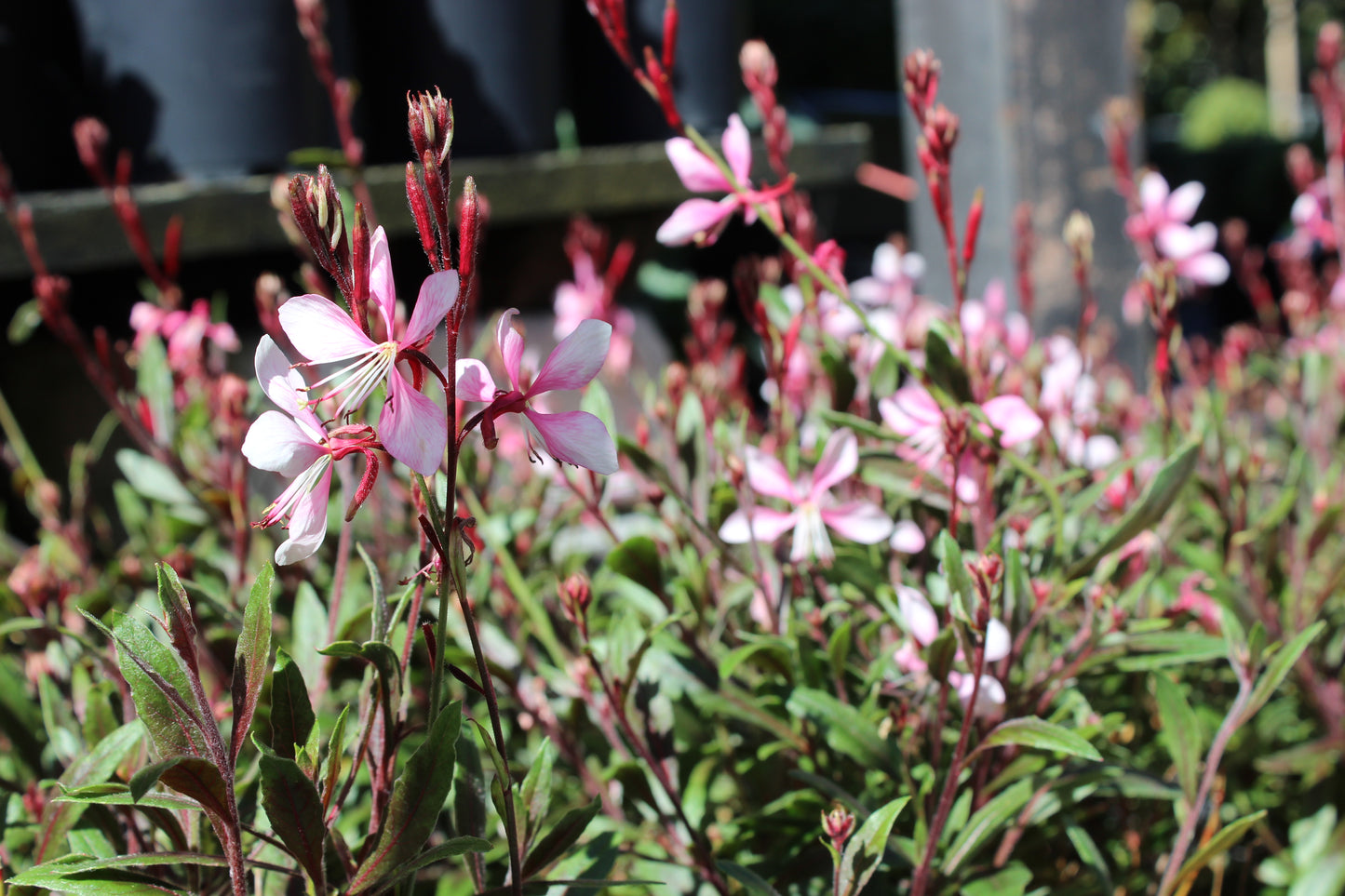 Gaura lindheimeri Rose
