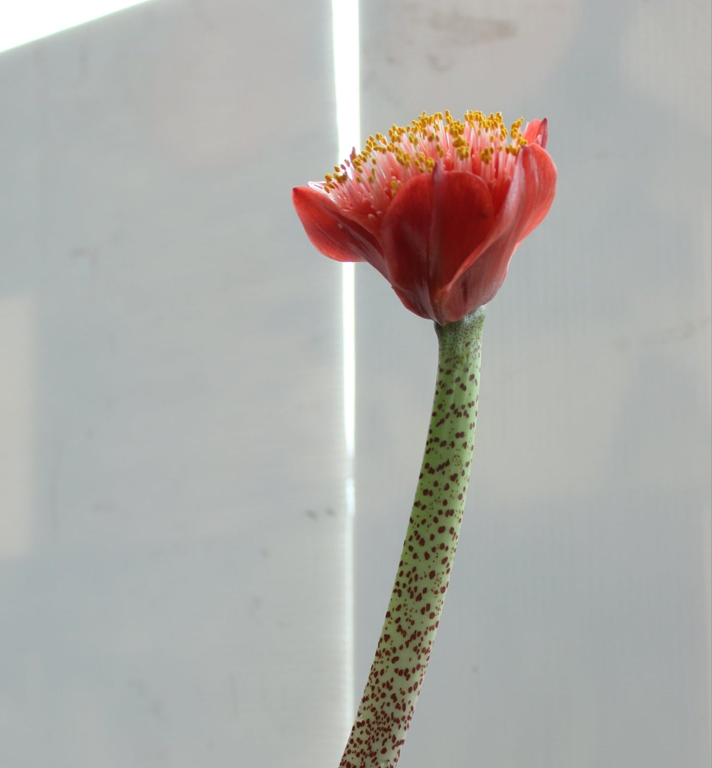 Haemanthus coccineus
