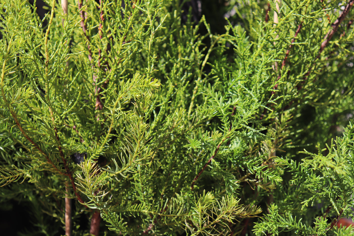 Halocarpus bidwillii