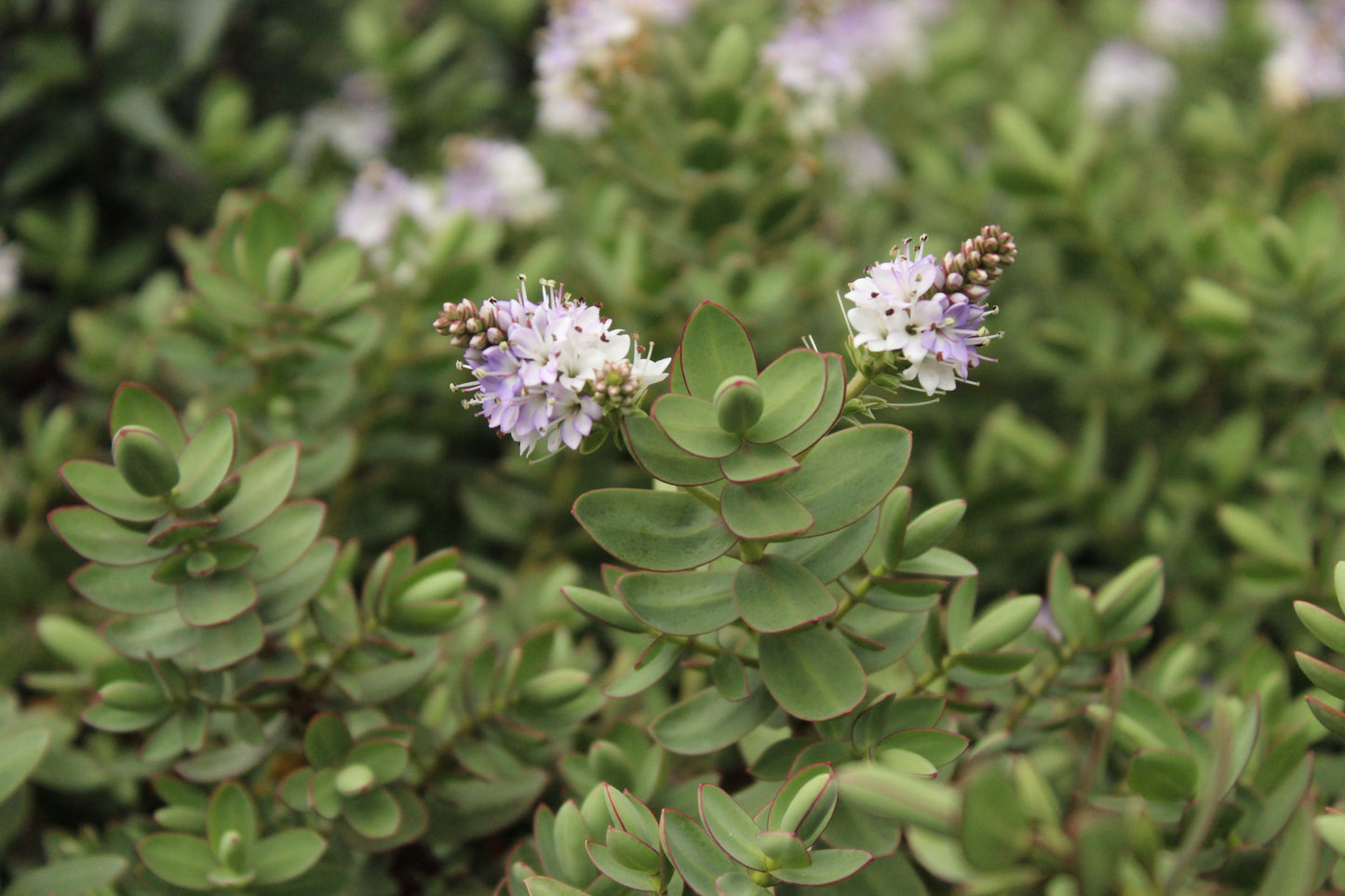 Hebe albicans 'Red Edge'