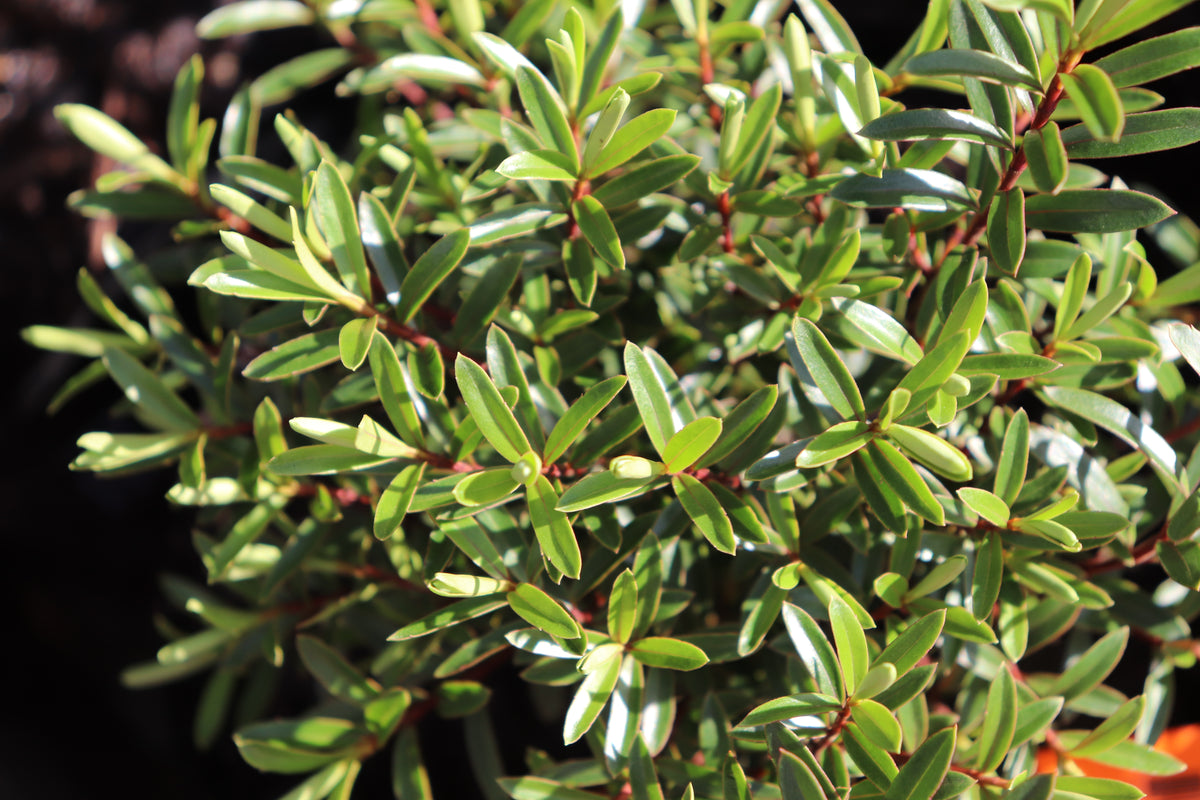 Hebe diosmifolia mauve