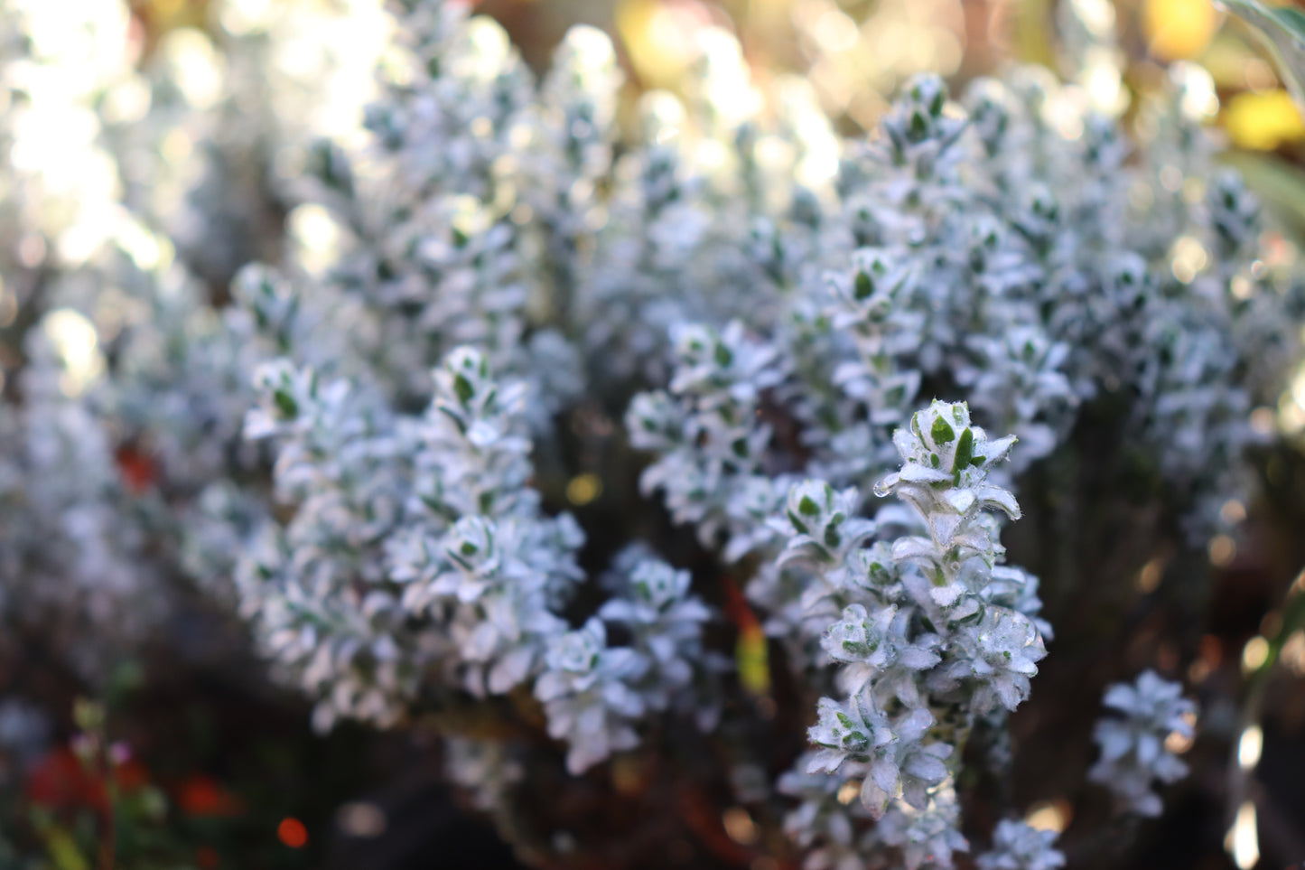 Helichrysum coralloides 2