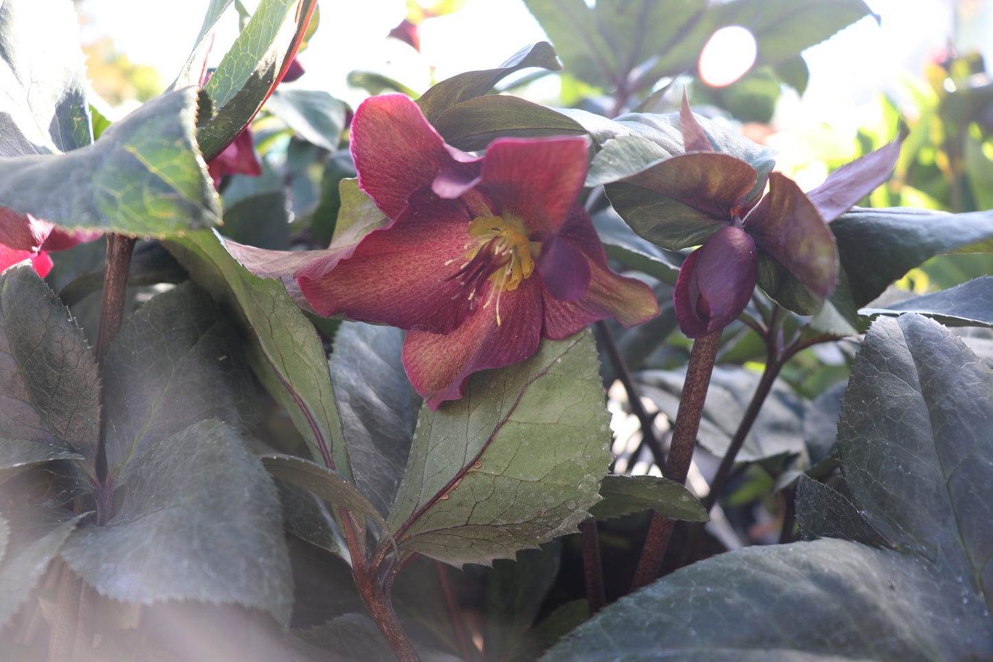 Helleborus Ice N Roses Merlot 2
