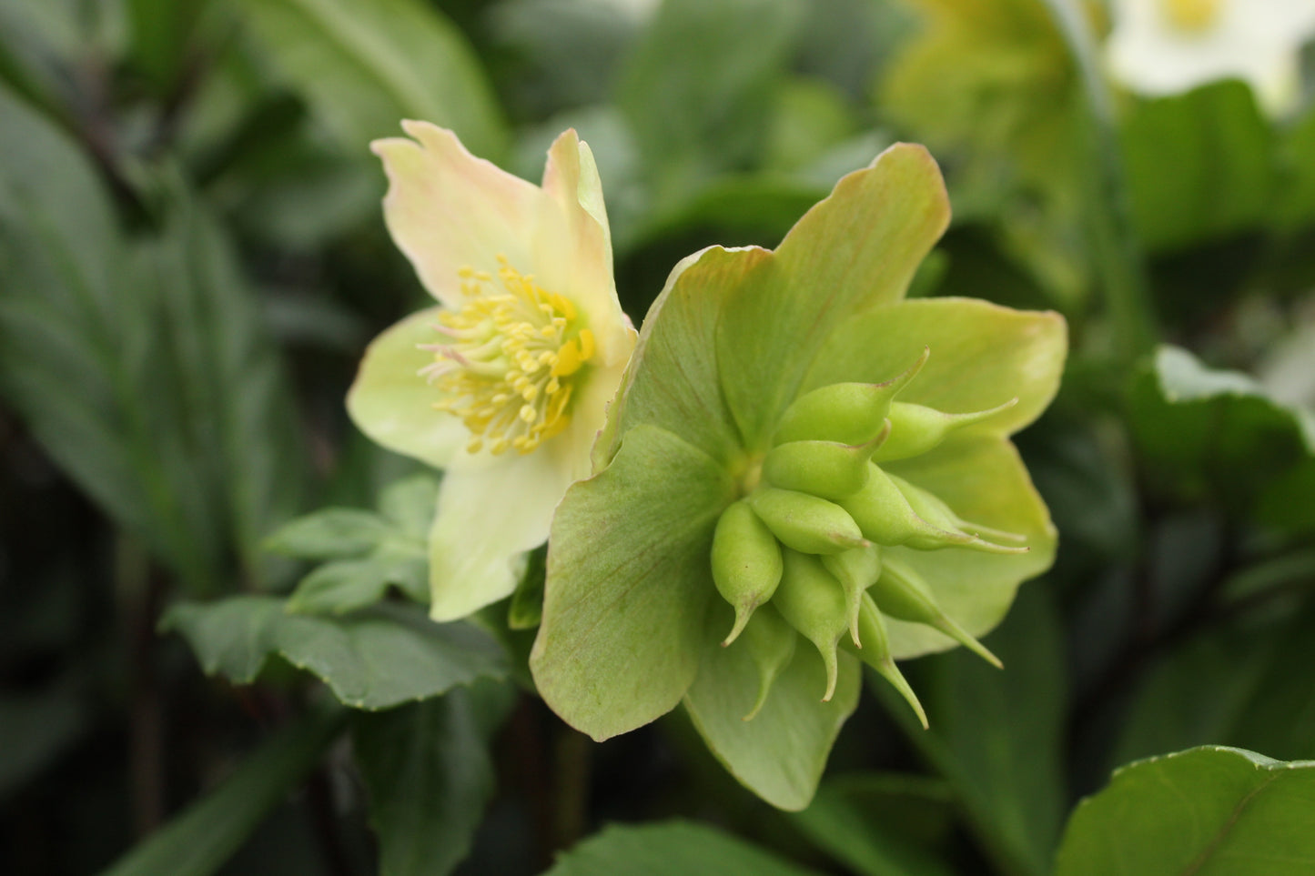 Helleborus Jacob 3