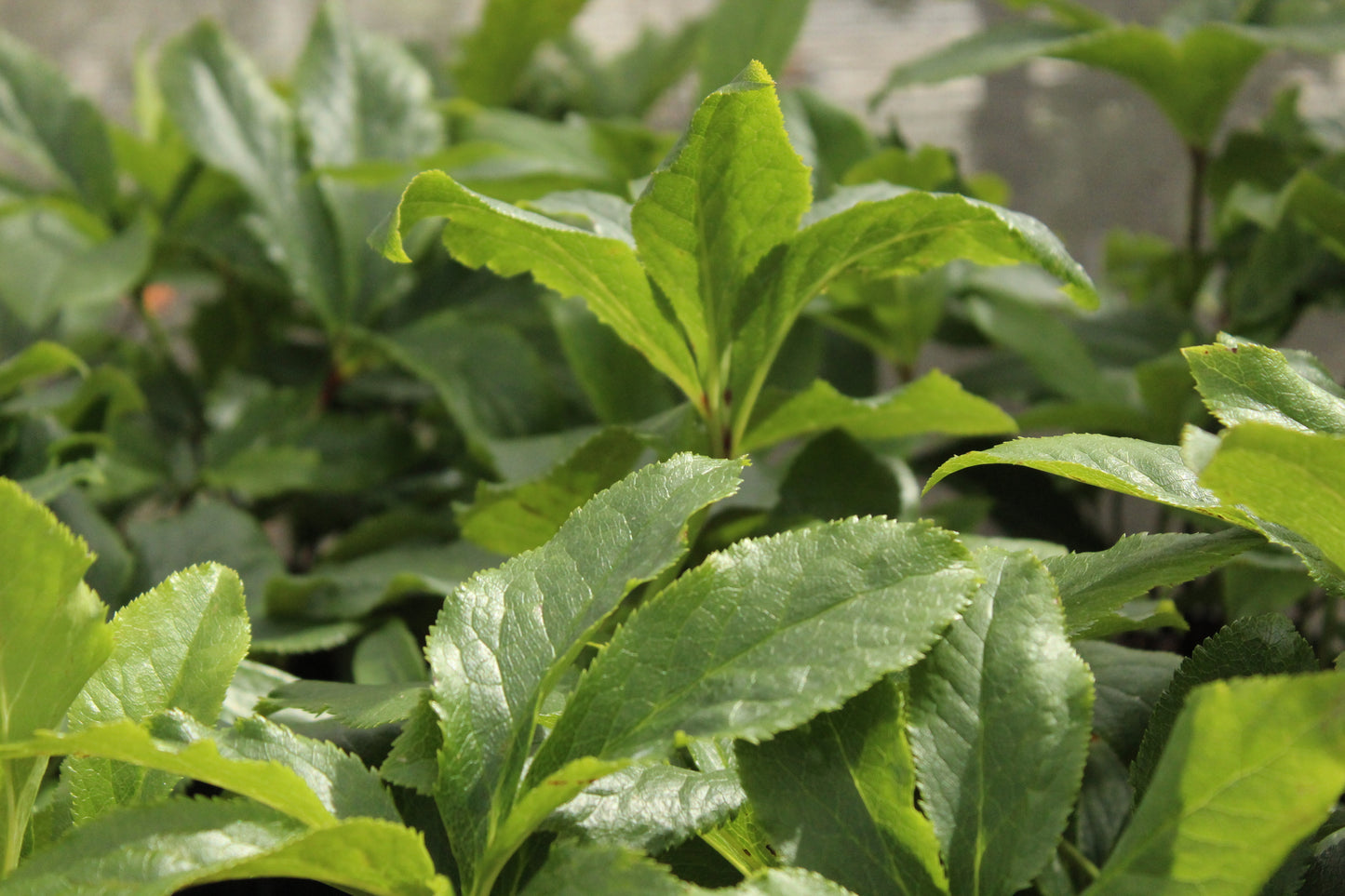 Helleborus 'Lily'