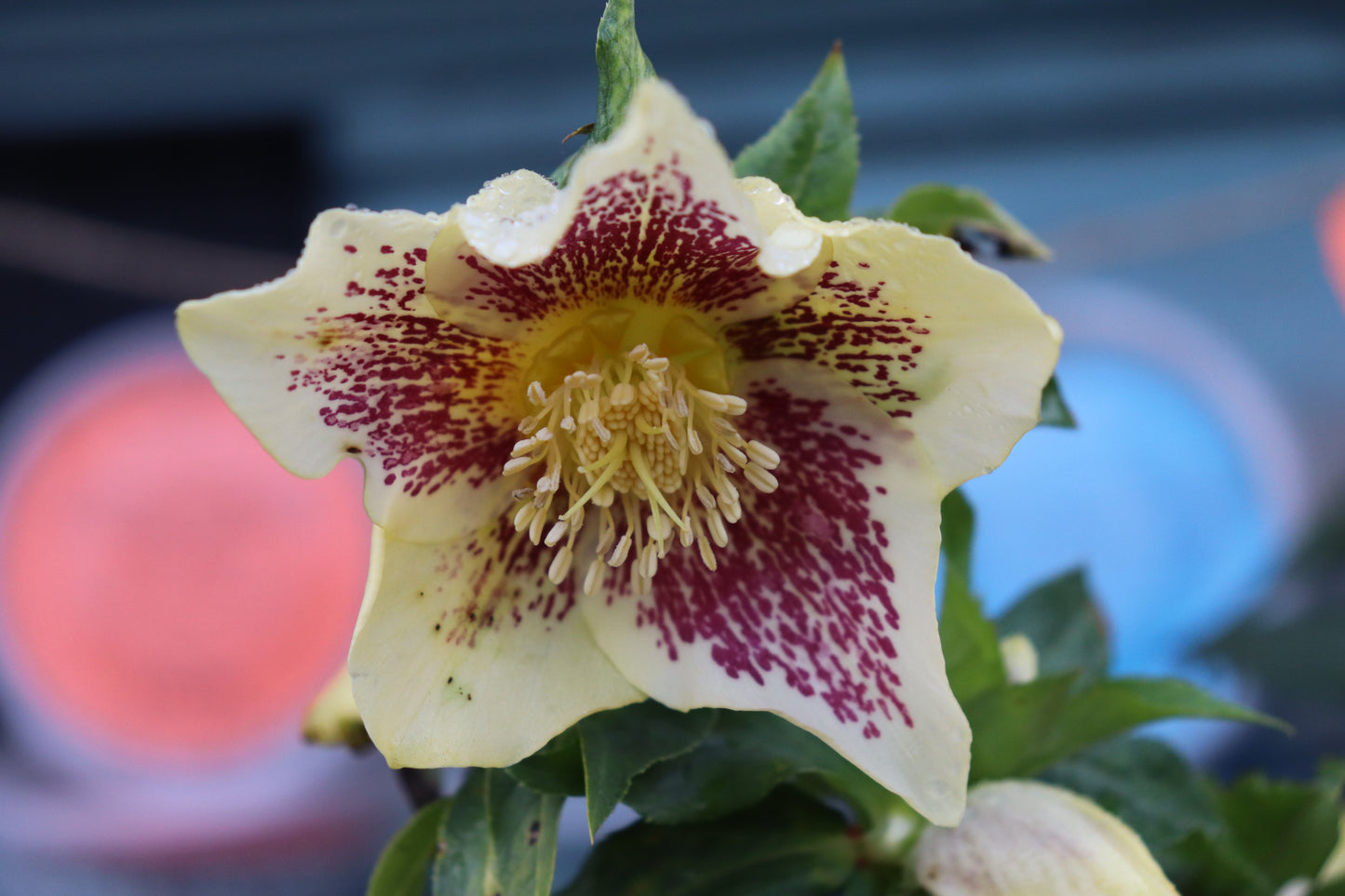 Helleborus Texture Hybrids 7