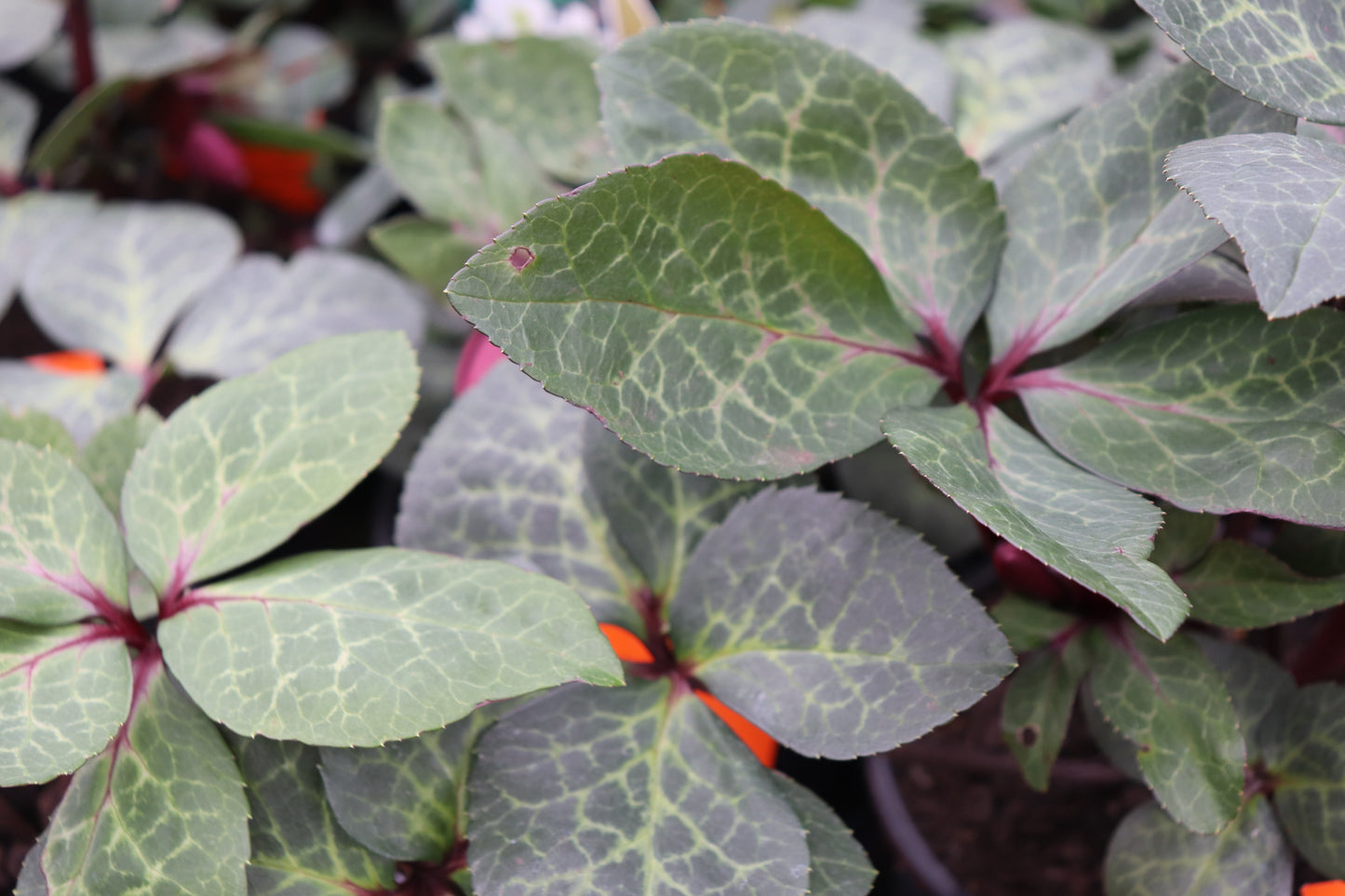 Helleborus Vibey Velvet
