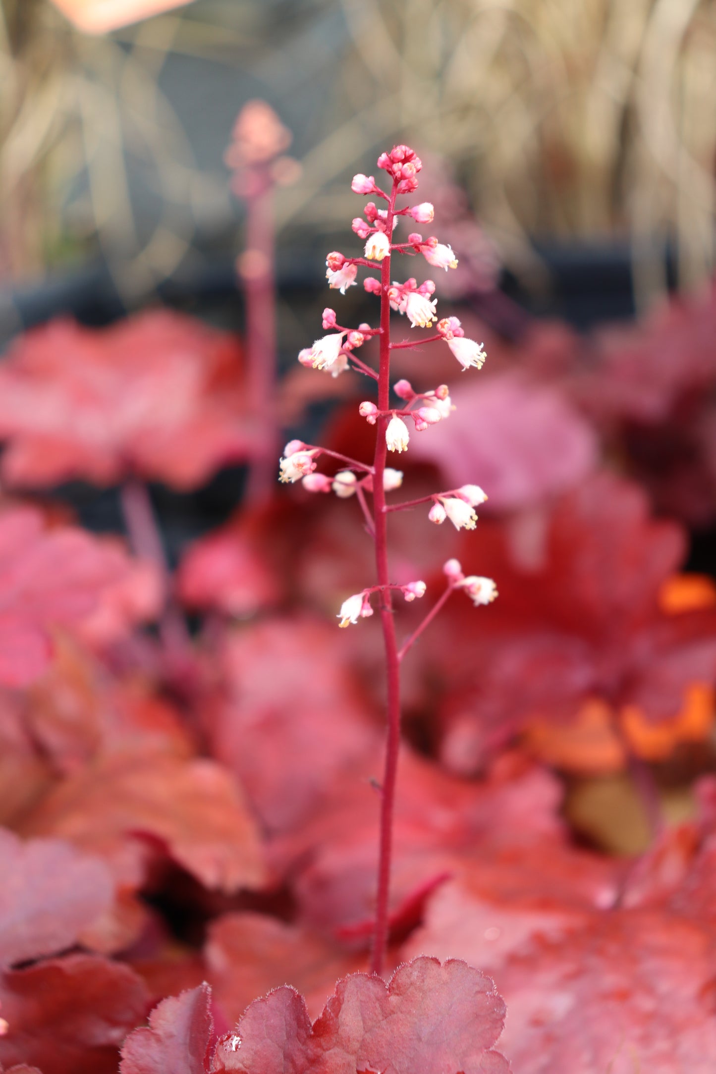 Heuchera Fire Alarm flower