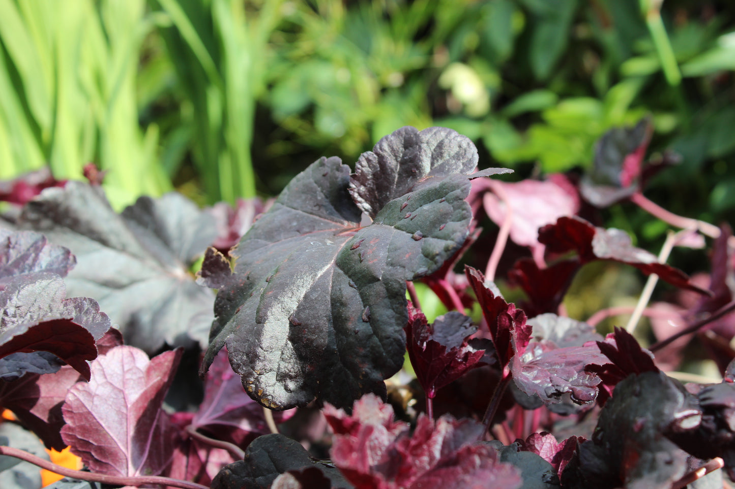 Heuchera Obsidian
