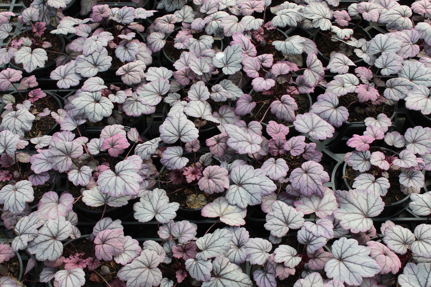 Heuchera Sugar Plum 4