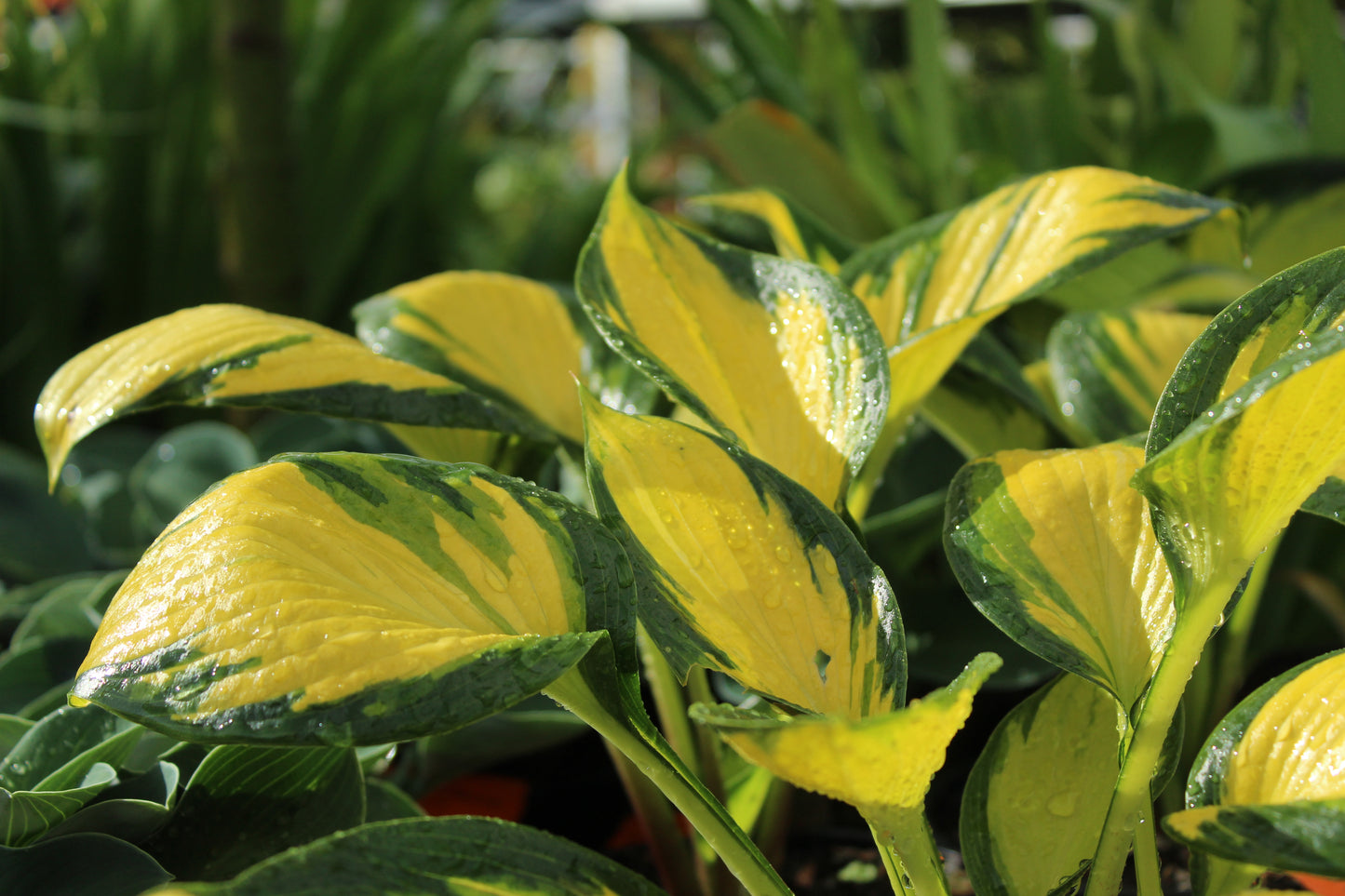 Hosta Orange Star 2
