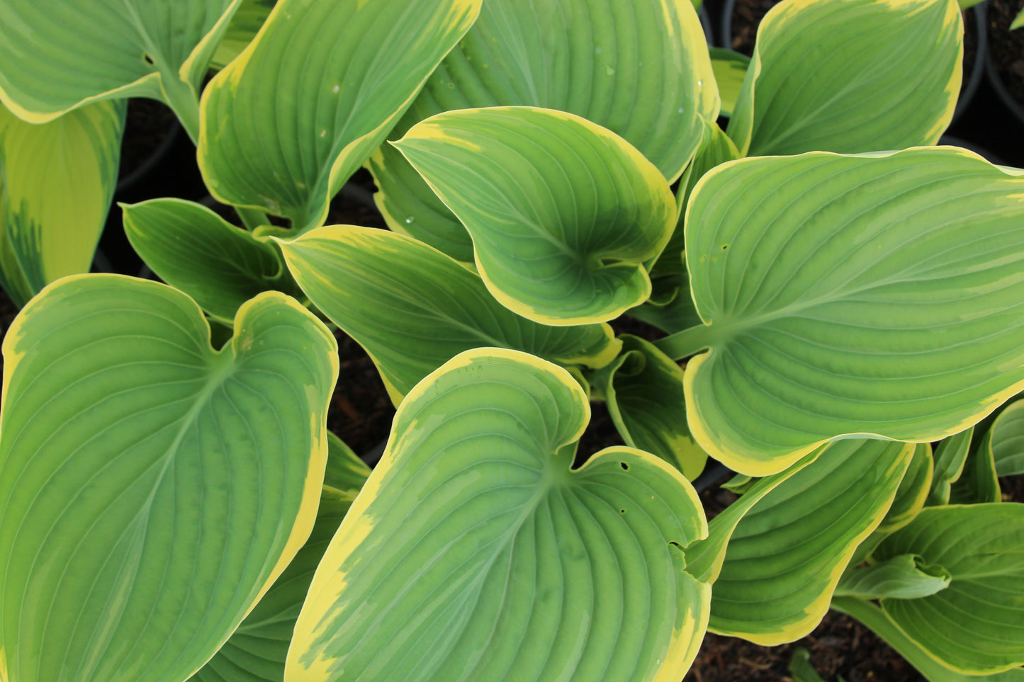 Hosta Sagae