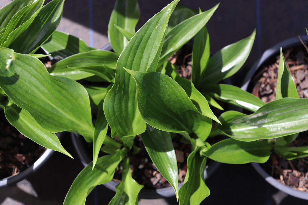 Hosta Stiletto