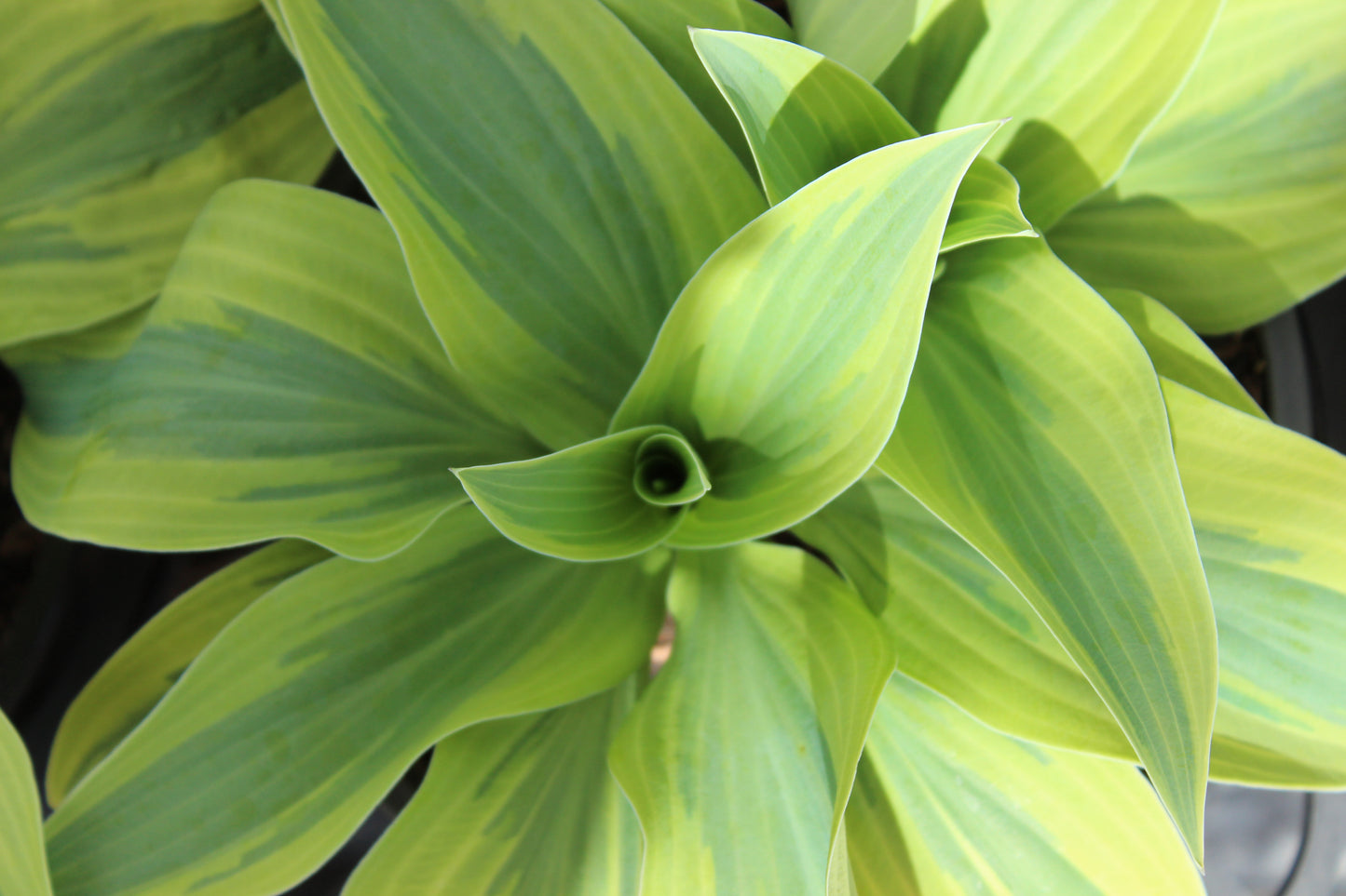 Hosta Wolverine 2