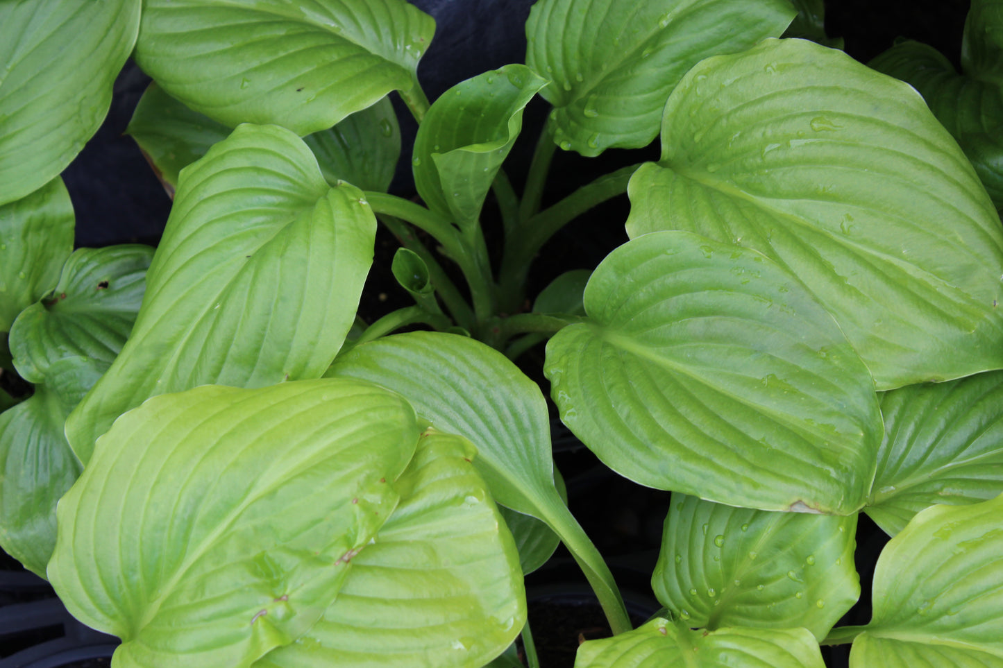 Hosta plantaginea