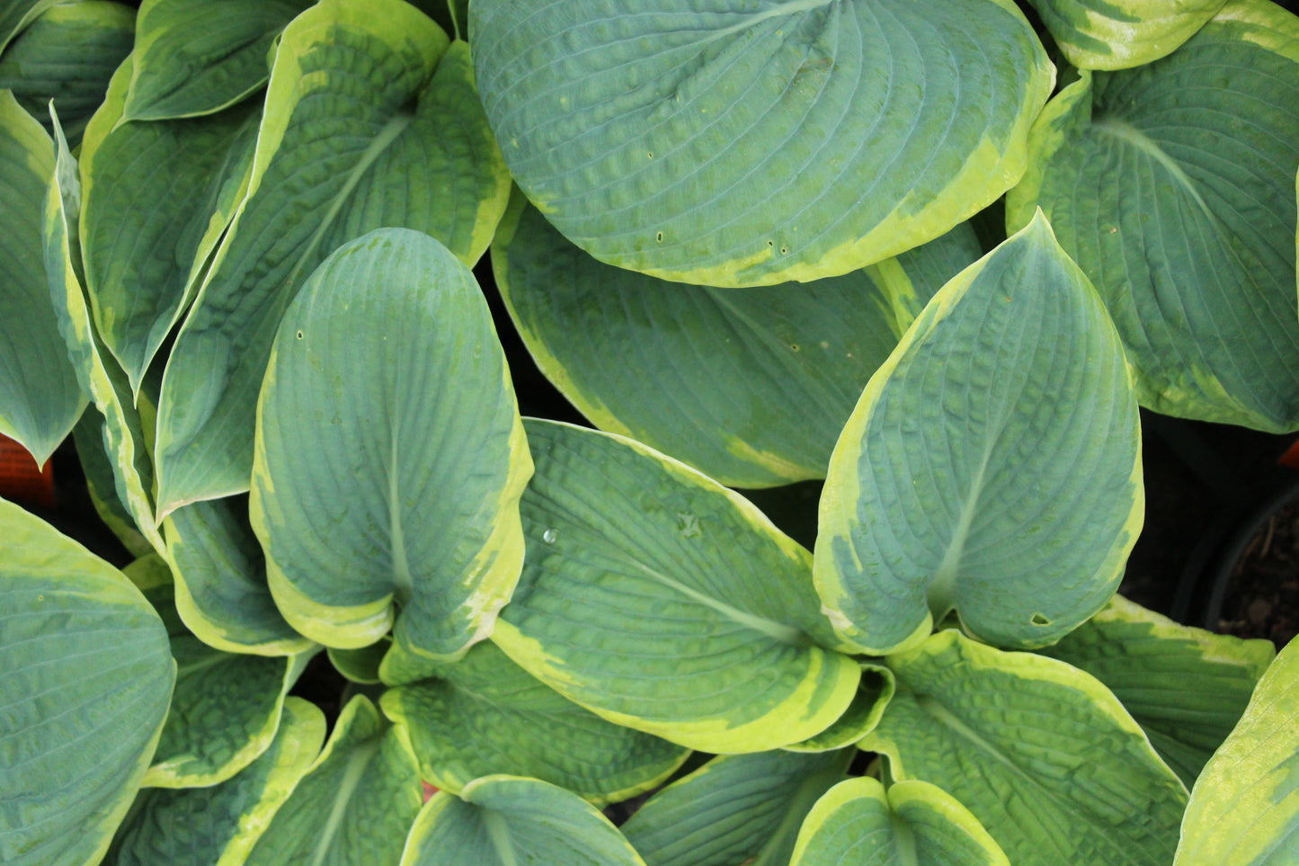 Hosta sieboldiana Marginata 4