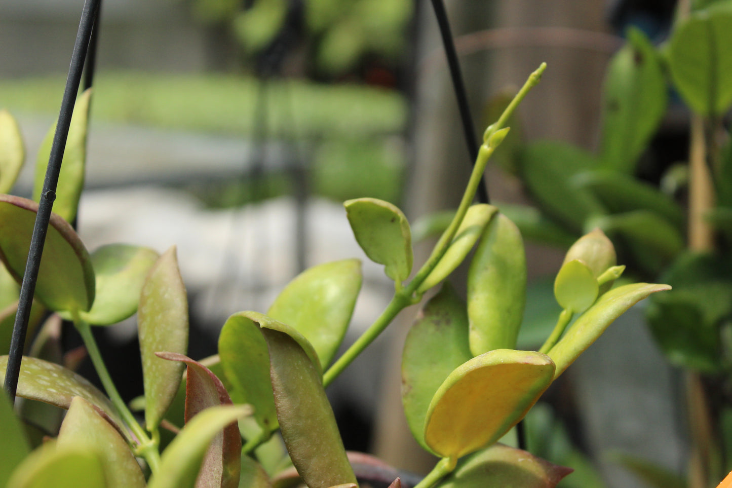 Hoya Anulata