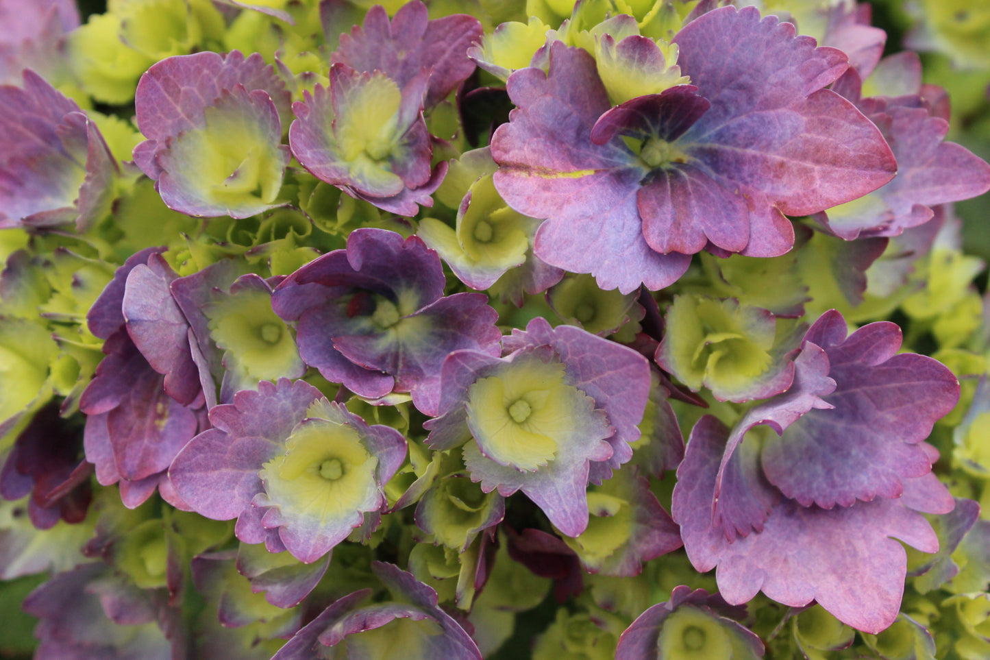 Hydrangea Mathilda Gutges