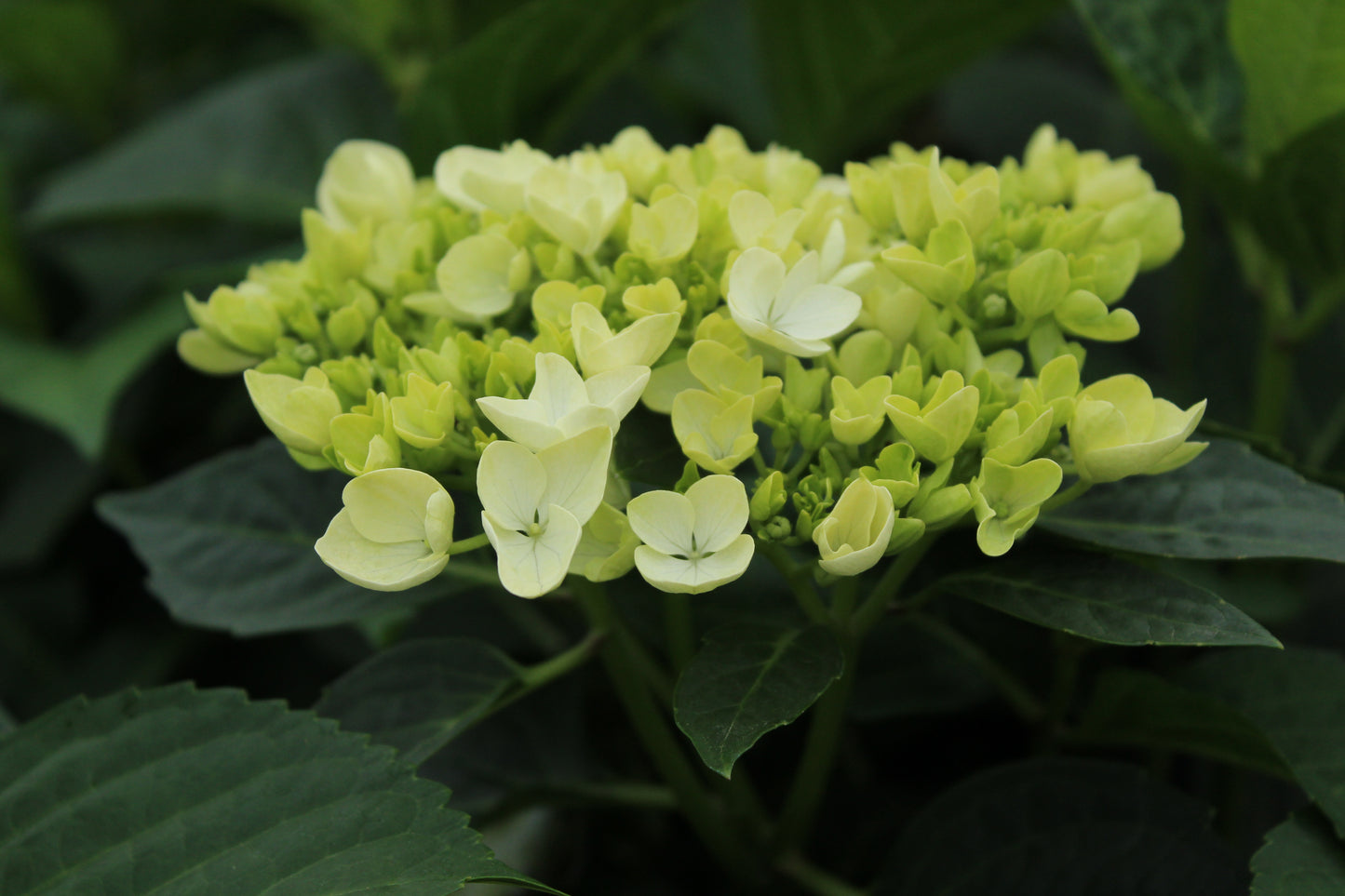 Hydrangea macrophylla Bridal Bouquet 5