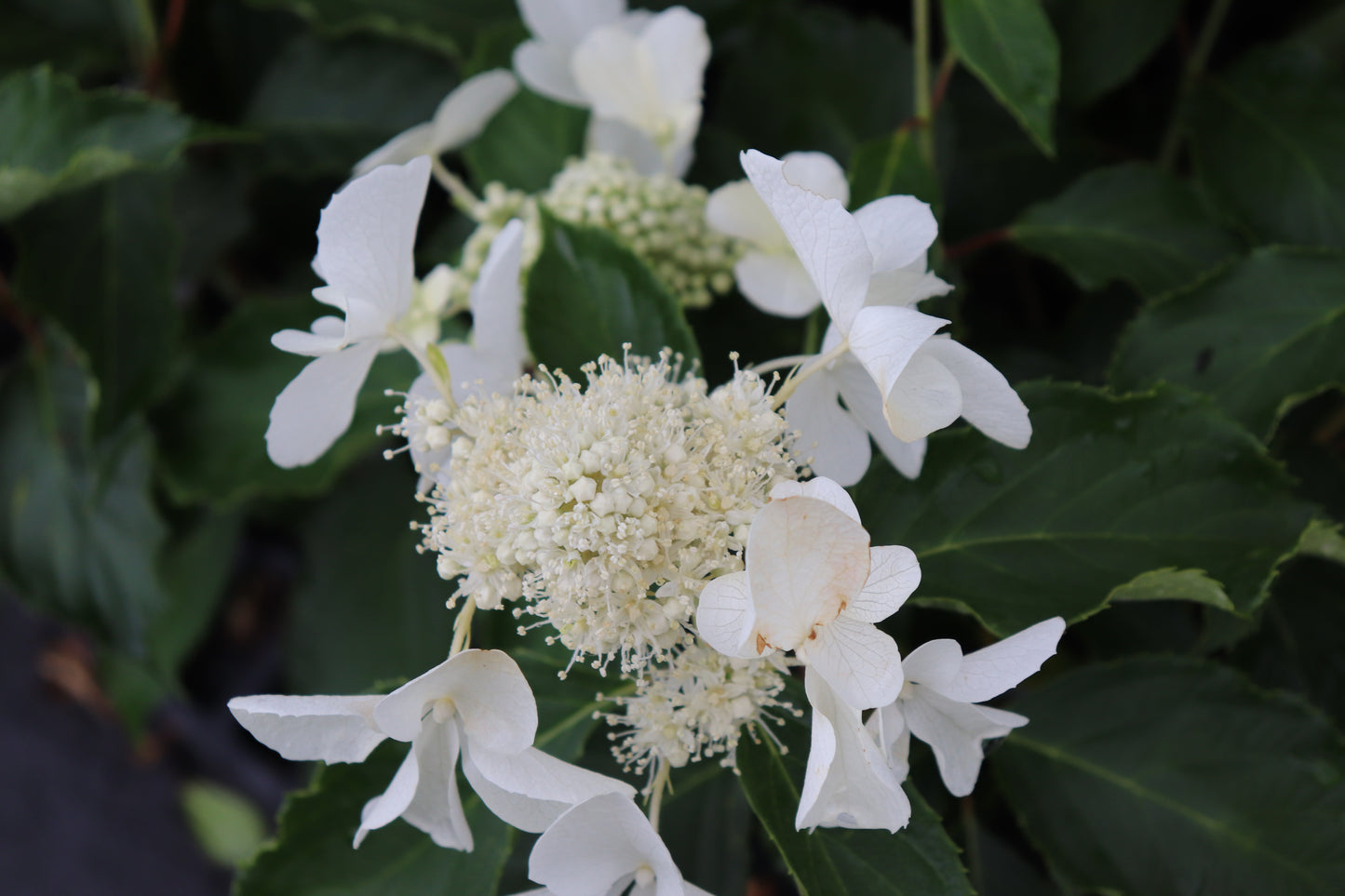 Hydrangea paniculata Levana 2