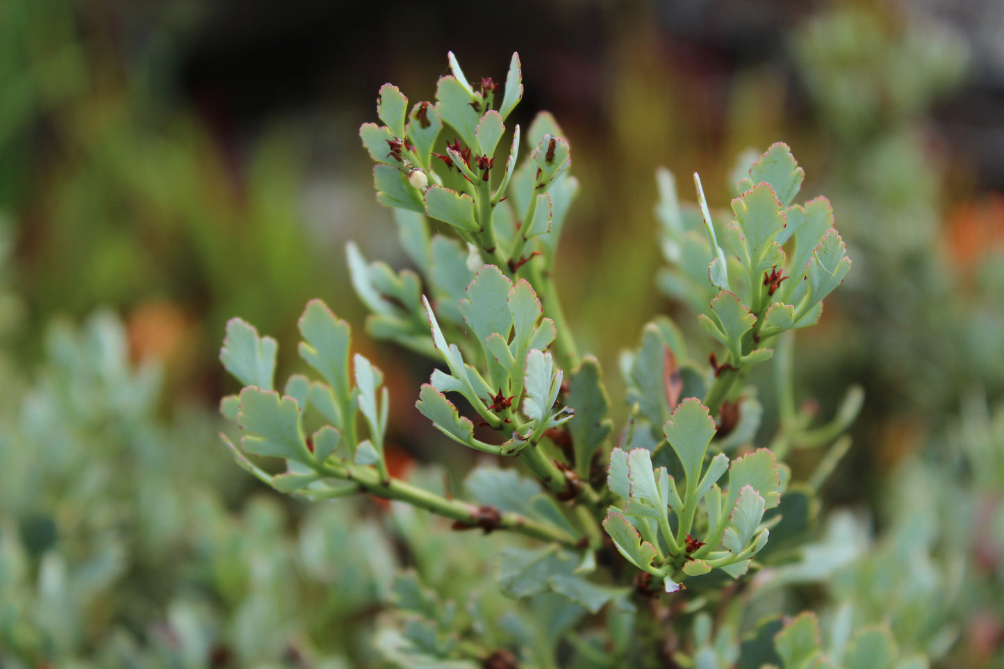 Phyllocladus alpina glauca