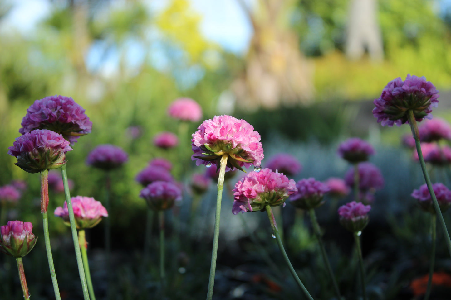 Dreameria Armeria Daydream
