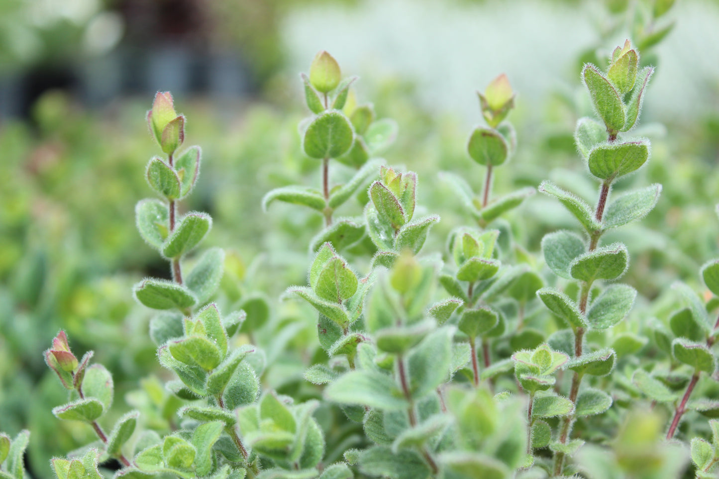 Origanum dictamnus