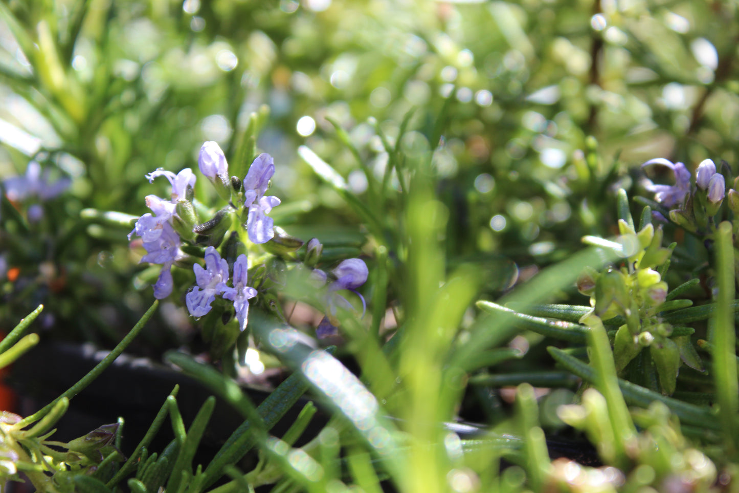 Rosmarinus lavandulaceus