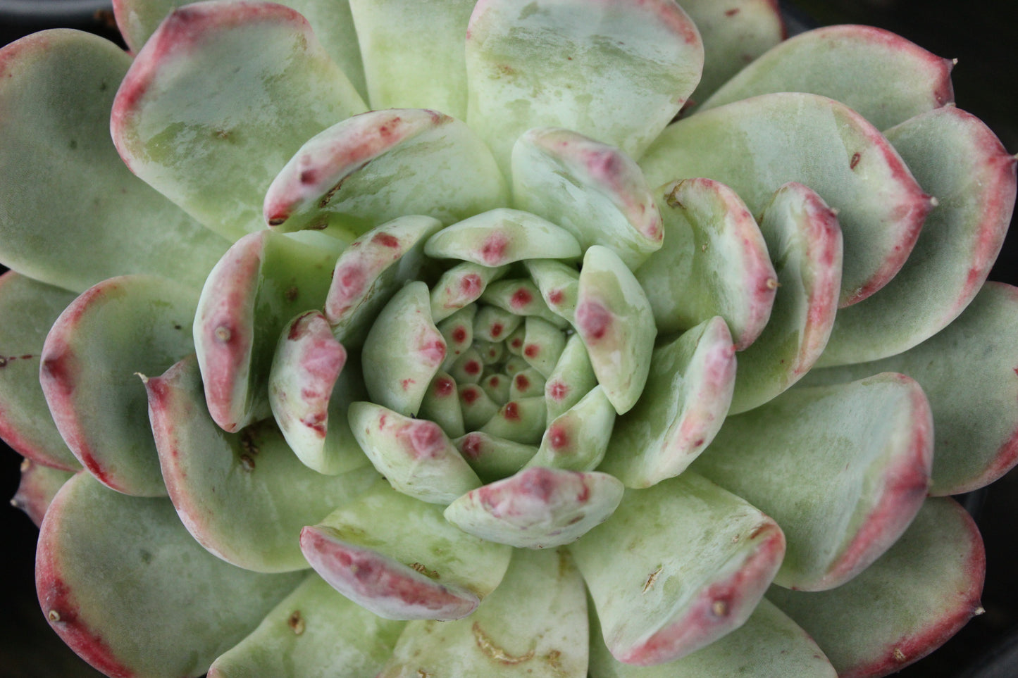 Echeveria Pink Bride