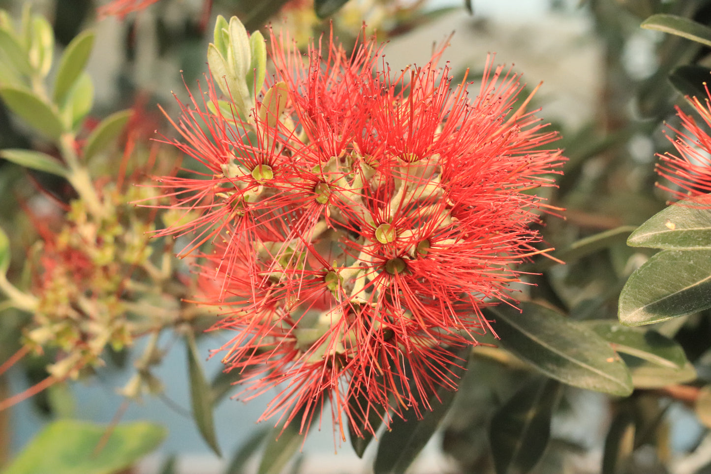 Metrosideros excelsa Fire Mountain
