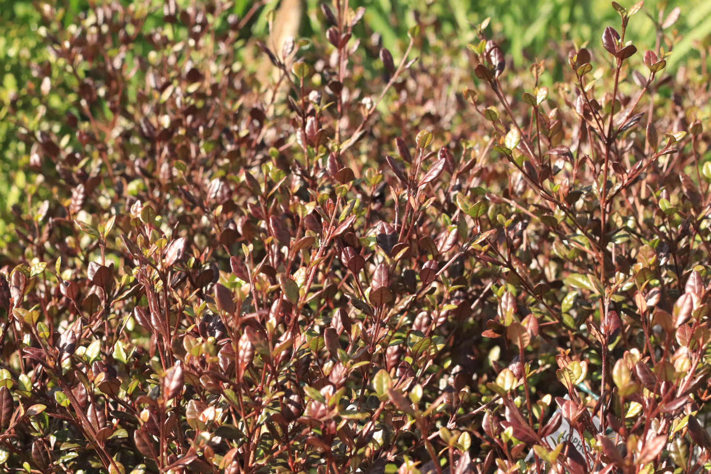 Lophomyrtus Red Dragon