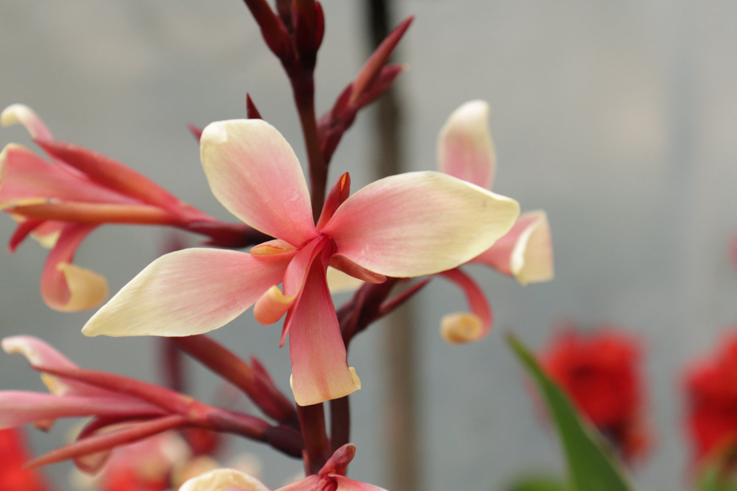 Canna glauca Panache