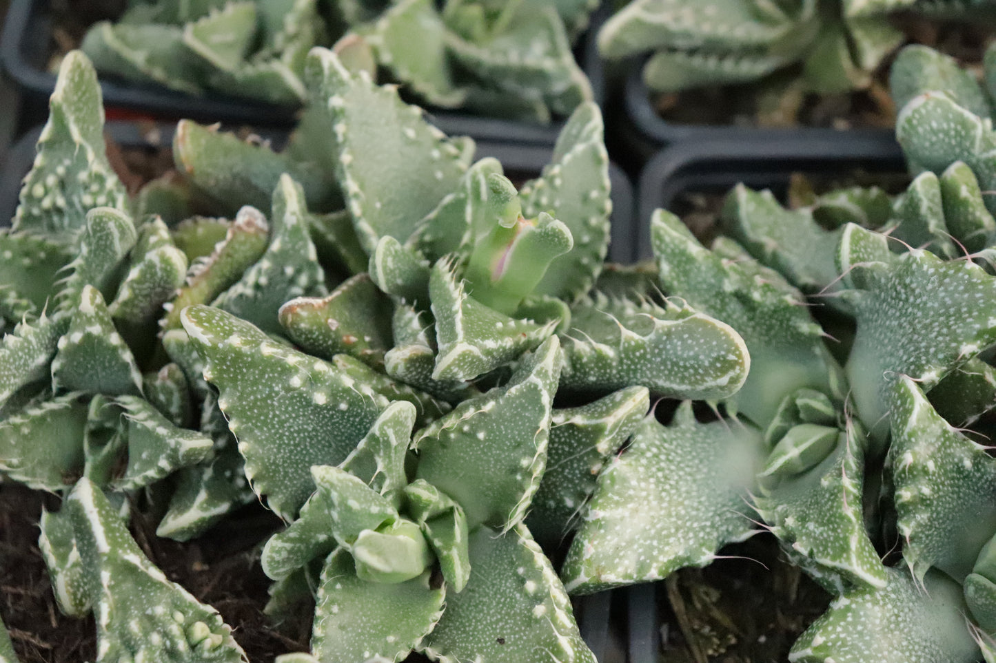 Faucaria Texture Mix