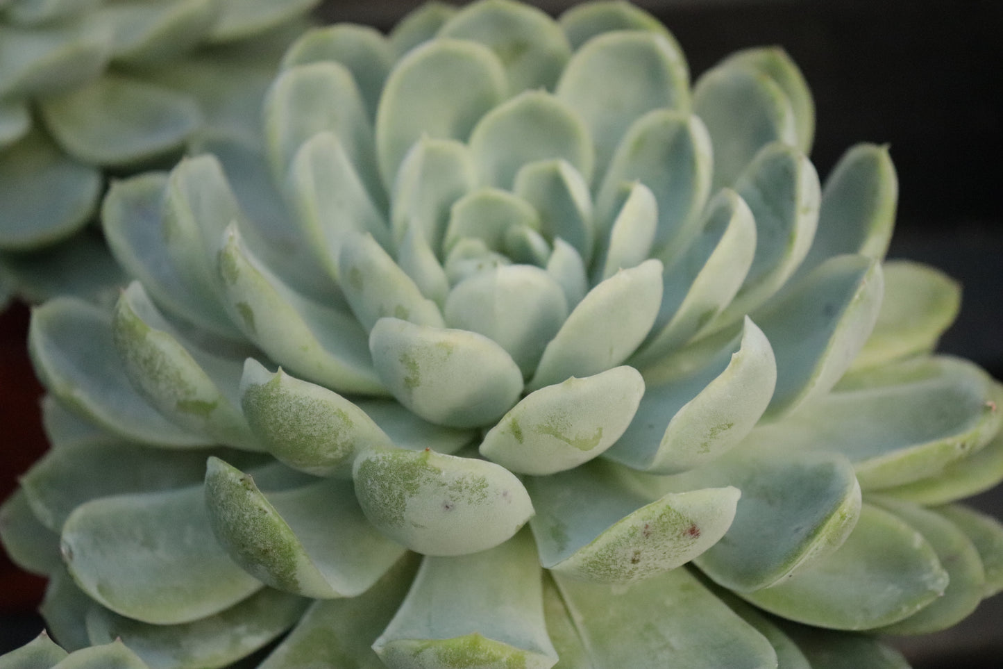 Echeveria elegans