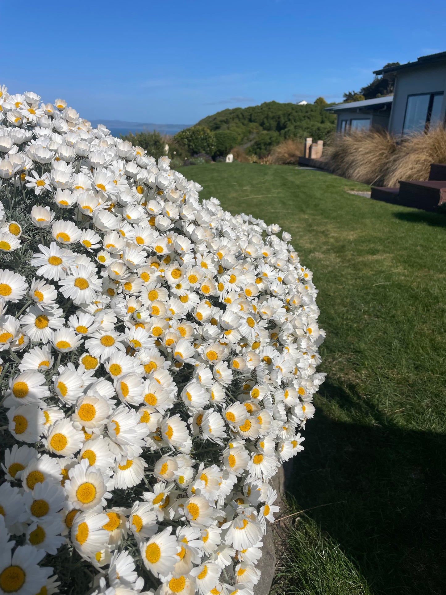 Leucanthemum hosmariense