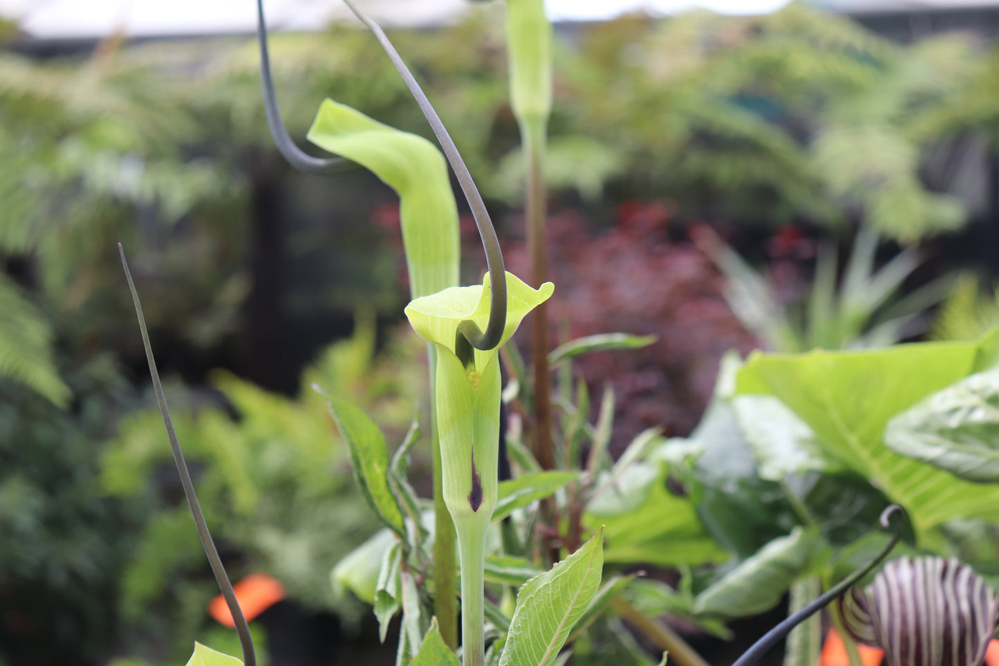 Arisaema tortuosum