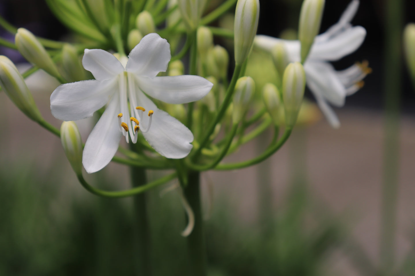 Agapanthus Seafoam