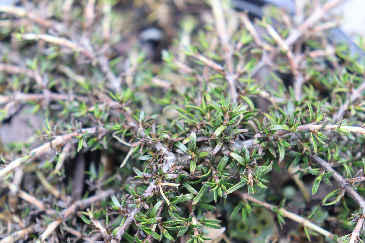 Coprosma flat freddy