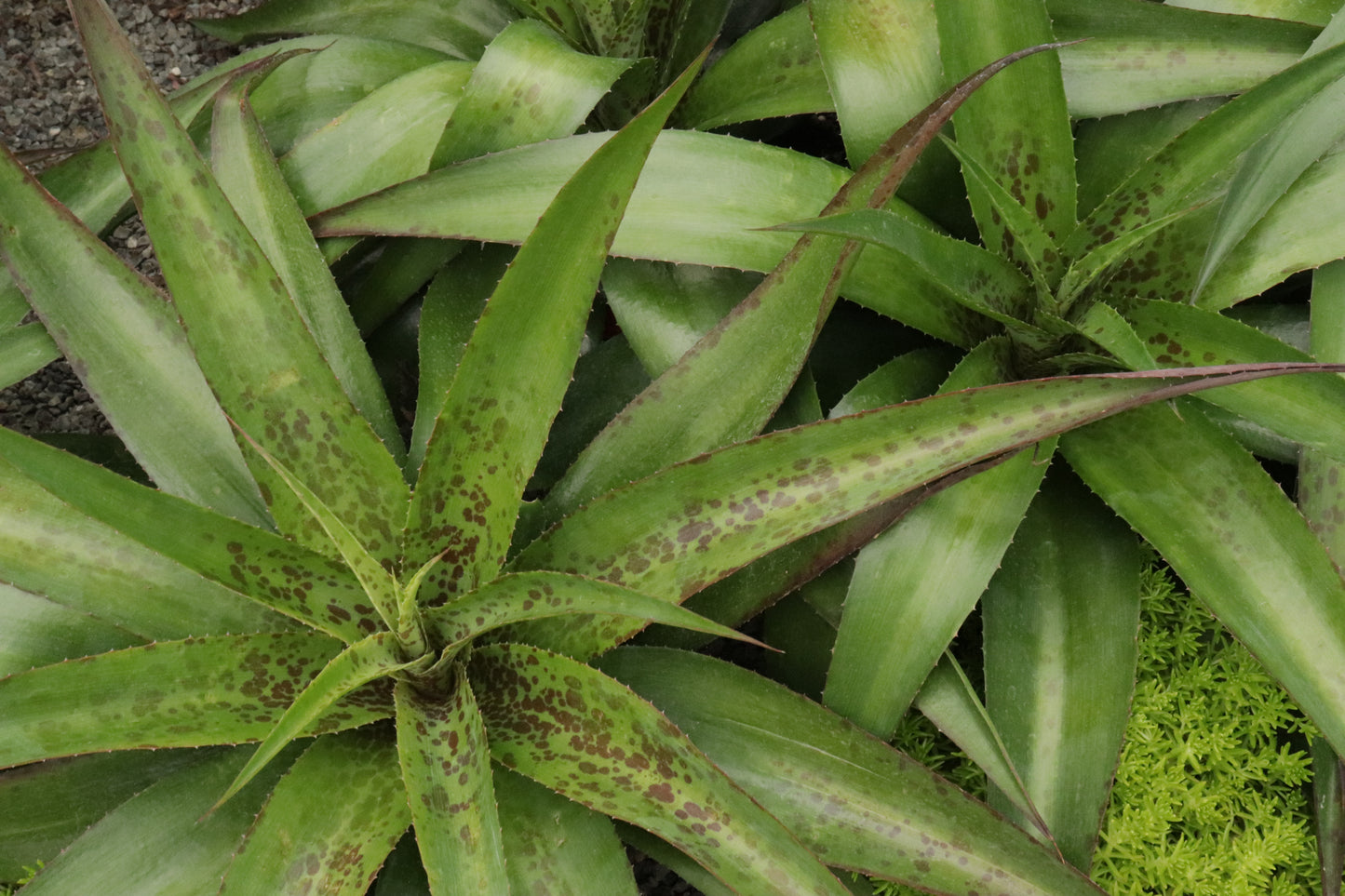 Manfreda species
