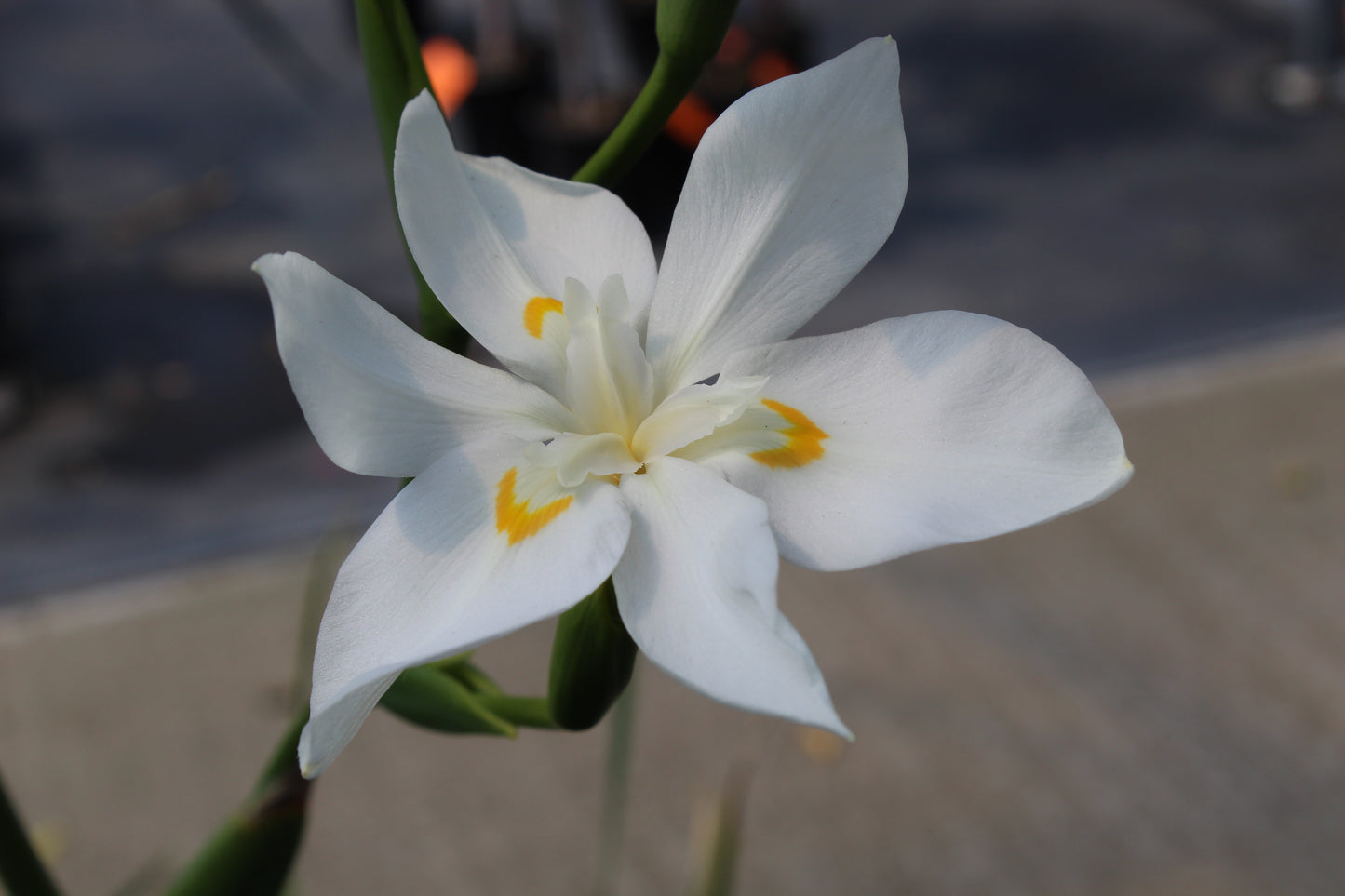 Dietes Robinsoniana