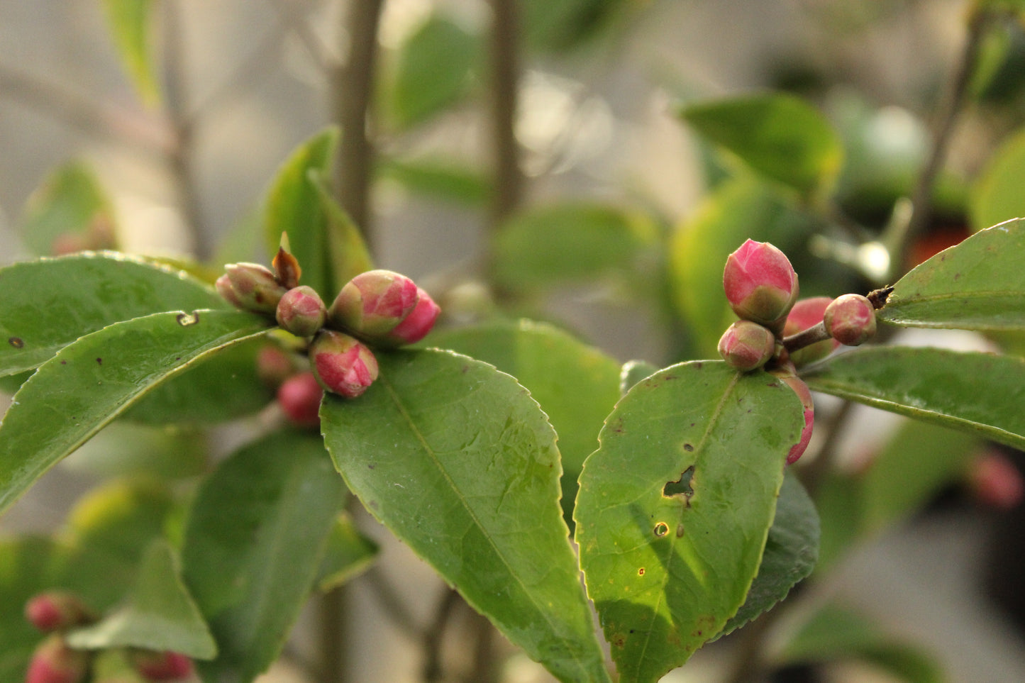 Camellia Cinnamon Cindy
