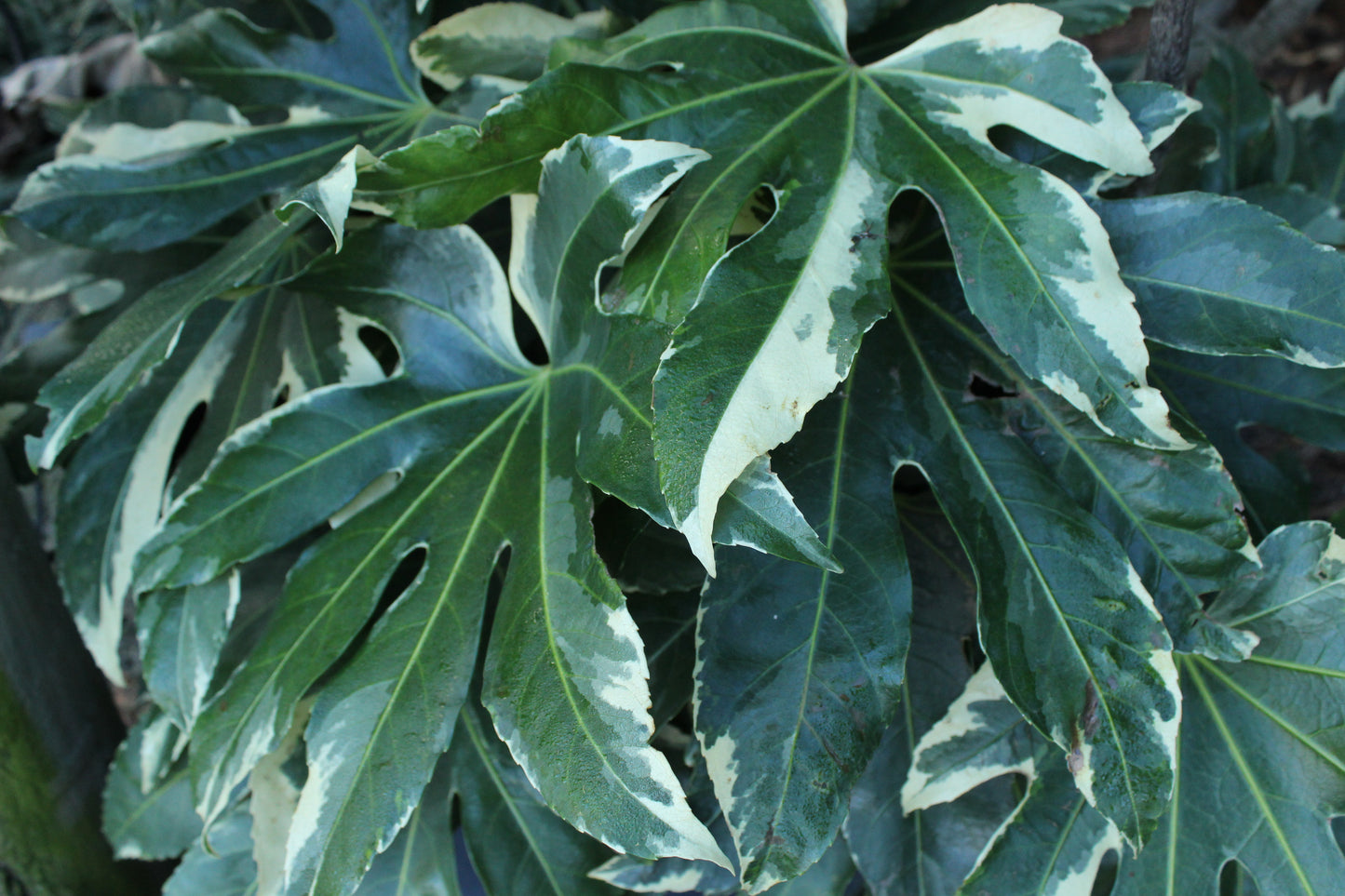 Fatsia japonica Variegata