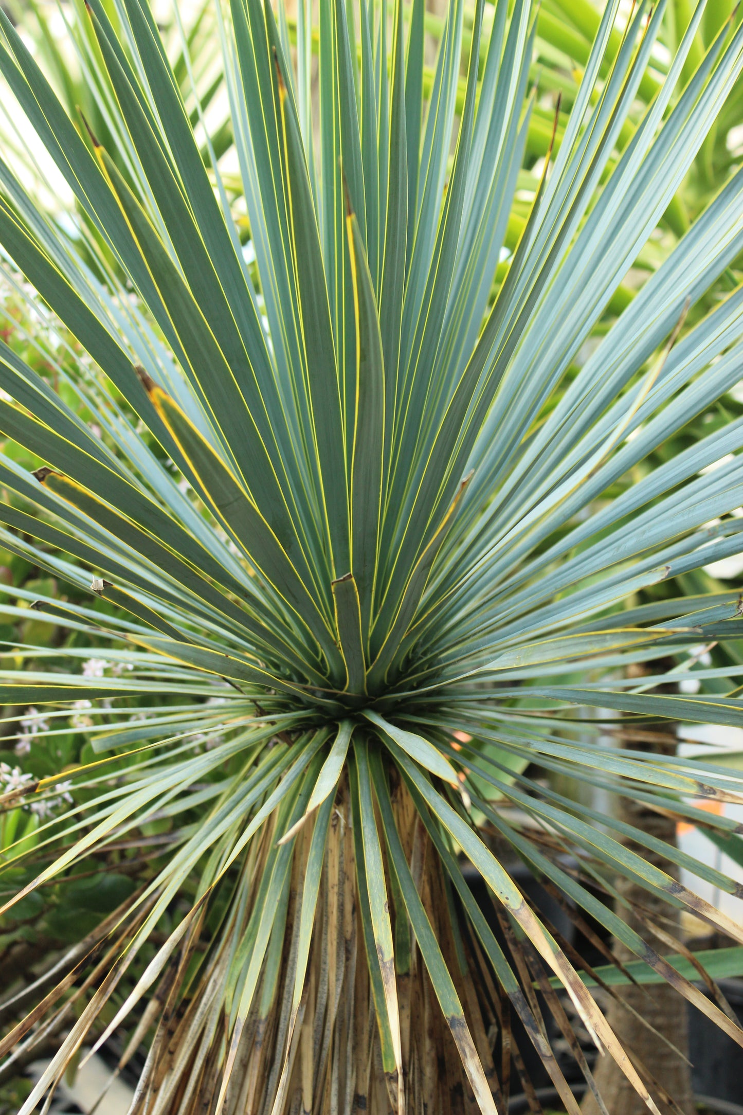 Yucca rostrata