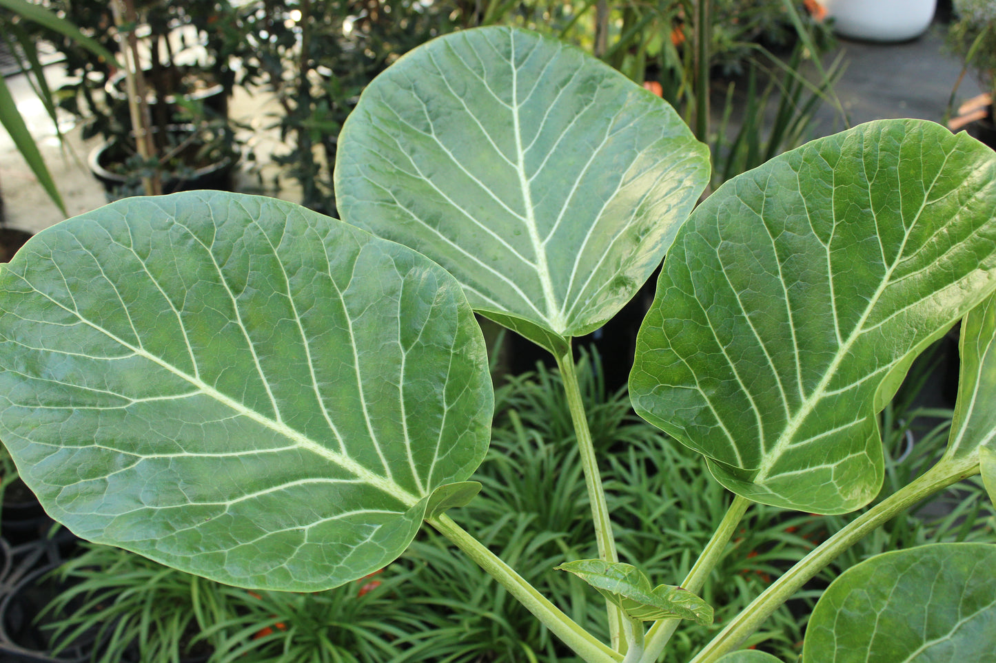 Dendroseris littoralis