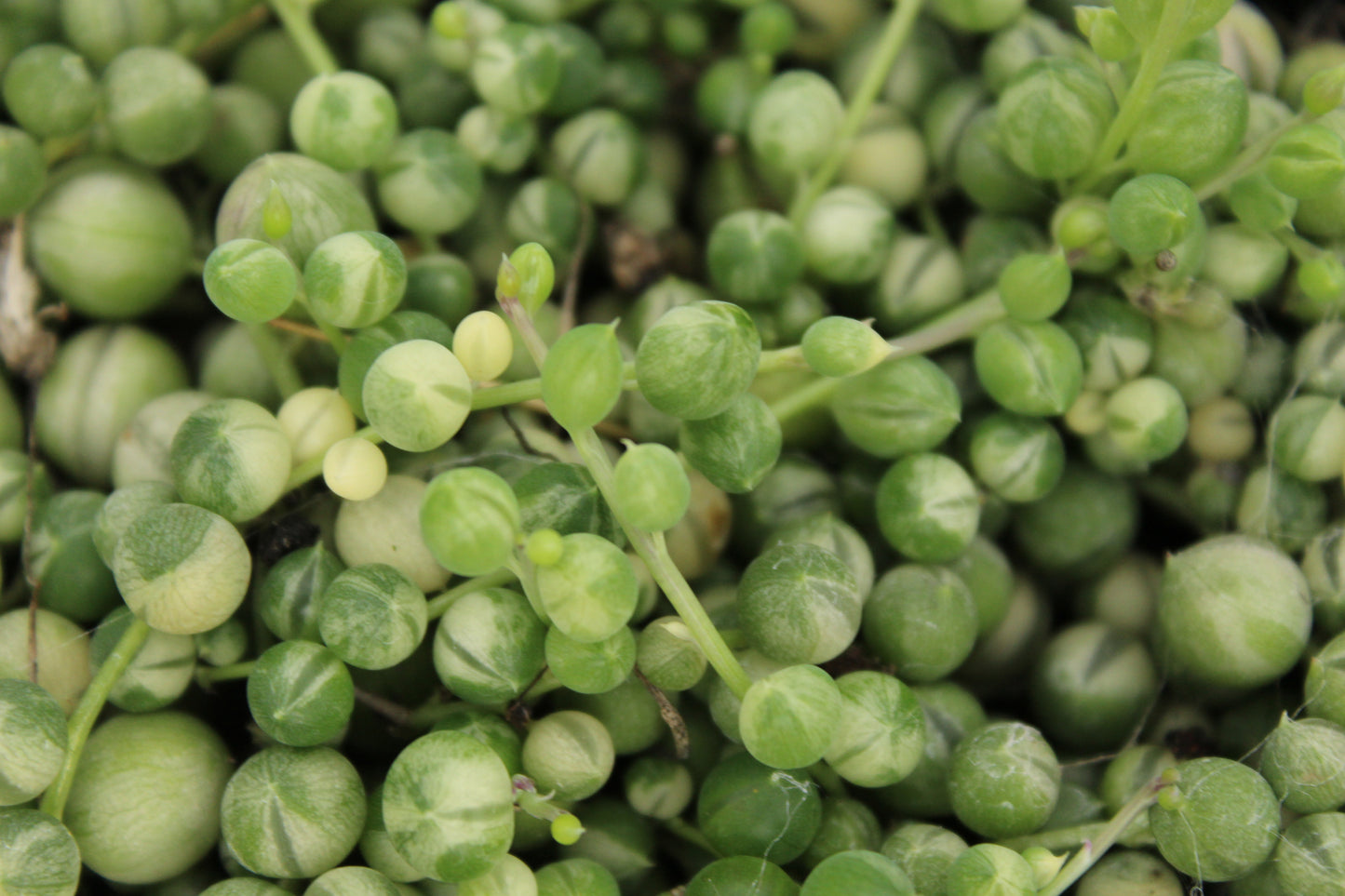 Senecio rowleyanus Variegata