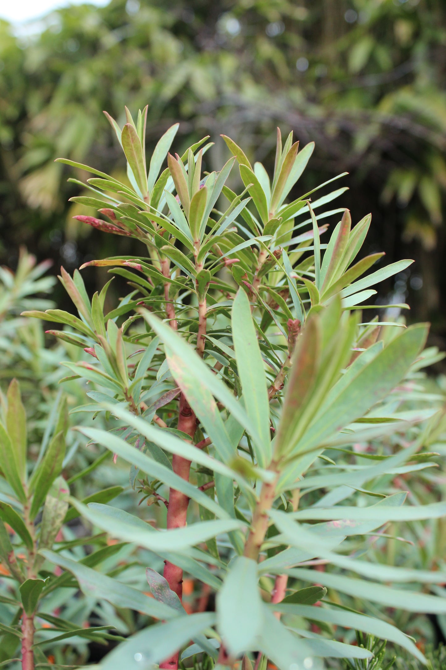 Euphorbia glauca