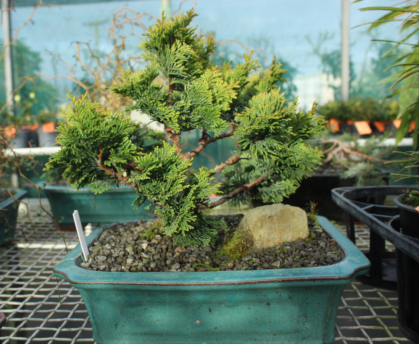 Bonsai