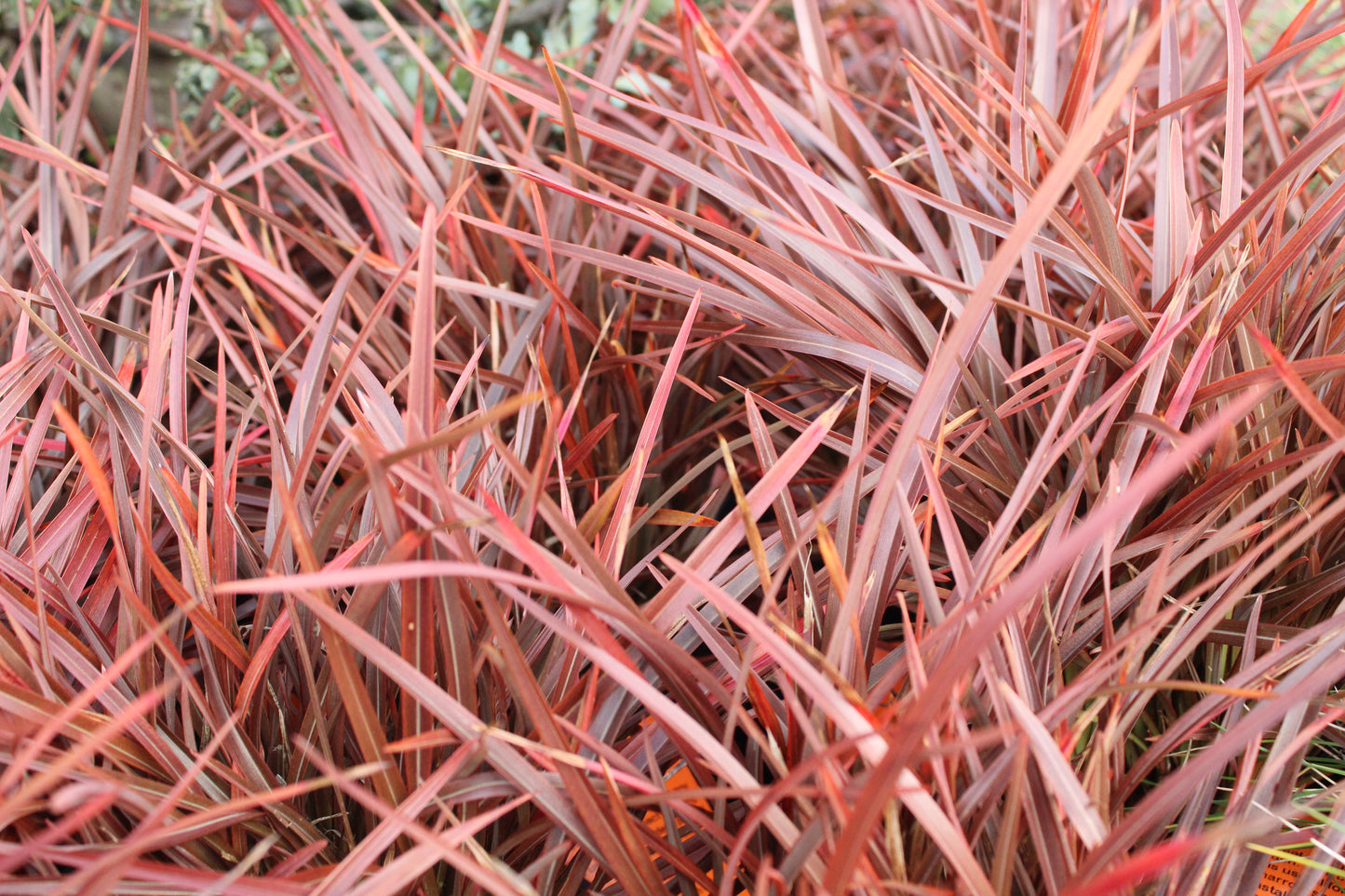 Phormium Sweet Mist